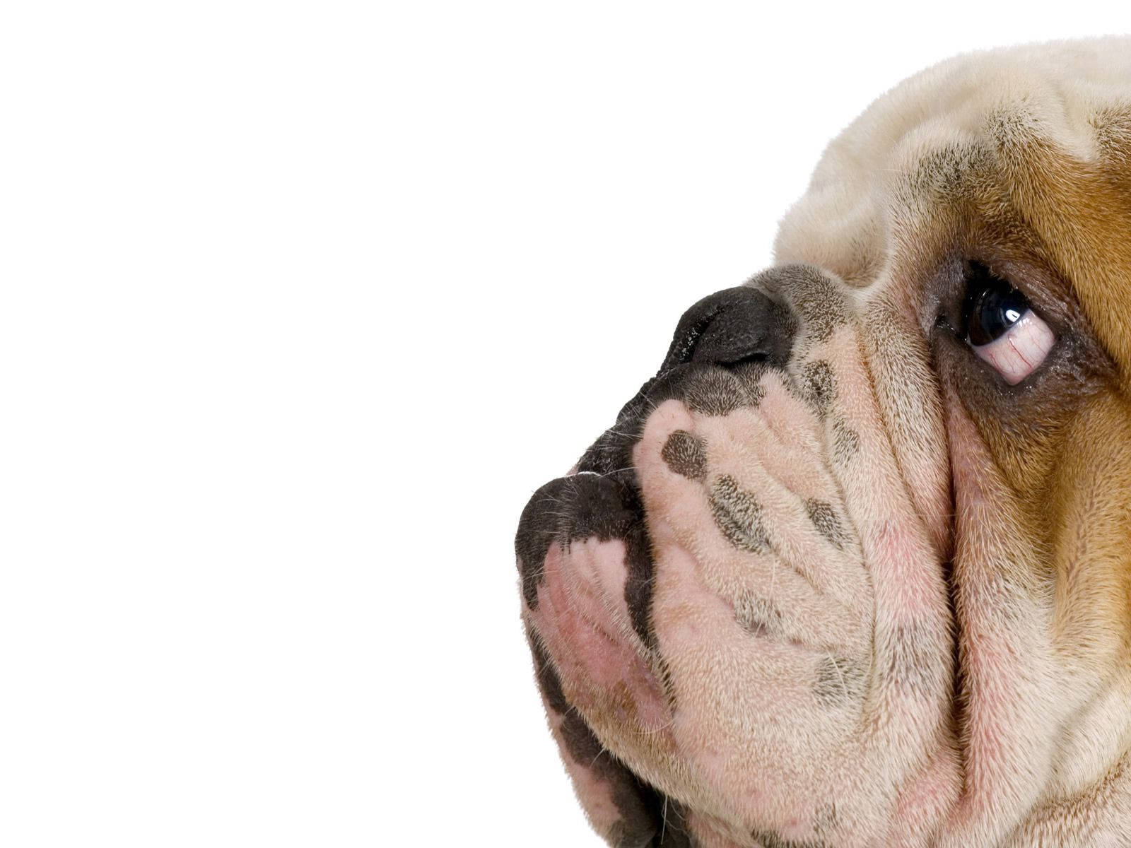 English Bulldog, wrinkled bulldog's face, gazing upward, HD Desktop Wallpaper