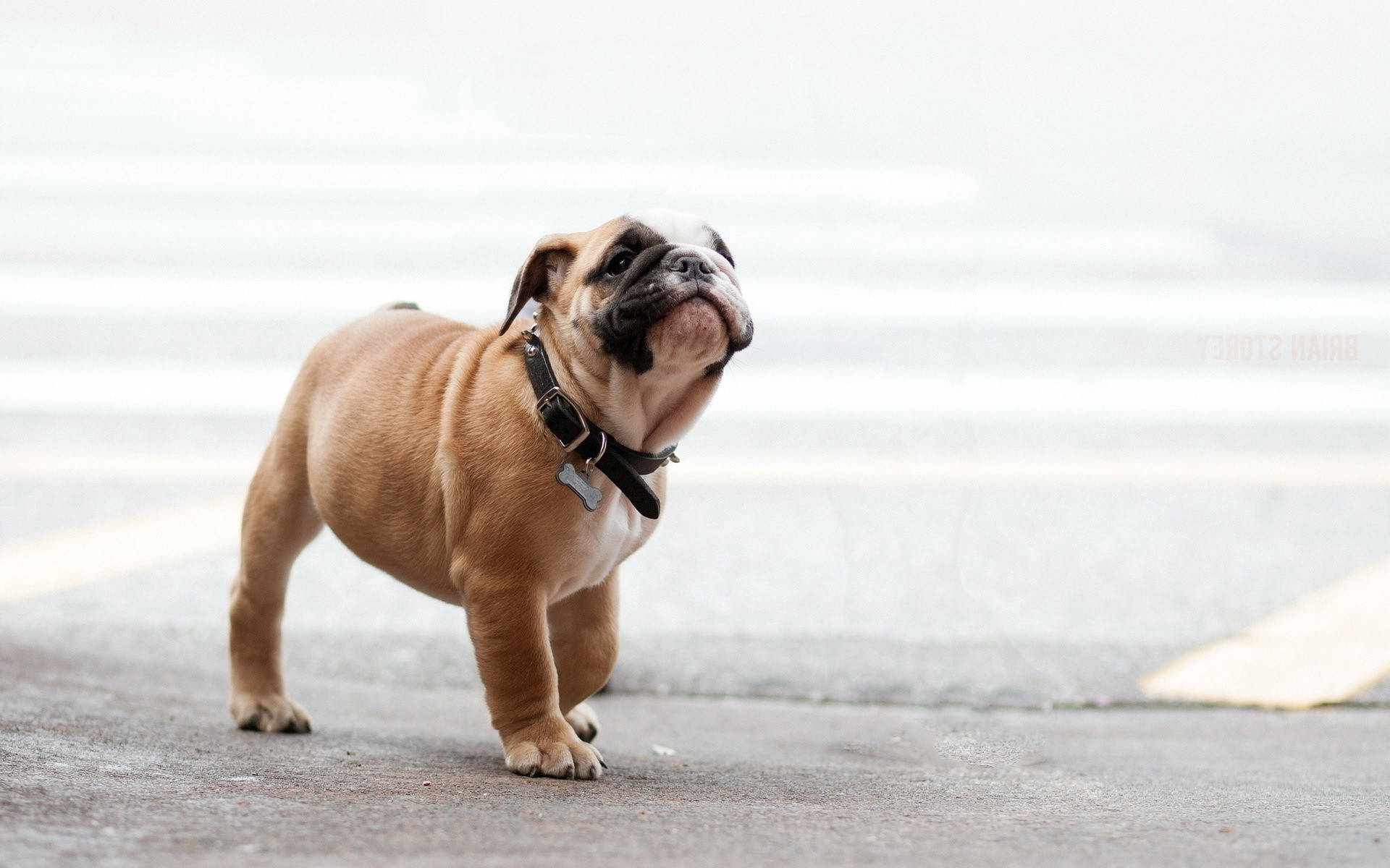 English Bulldog, tan, black collar, Full HD Desktop Wallpaper