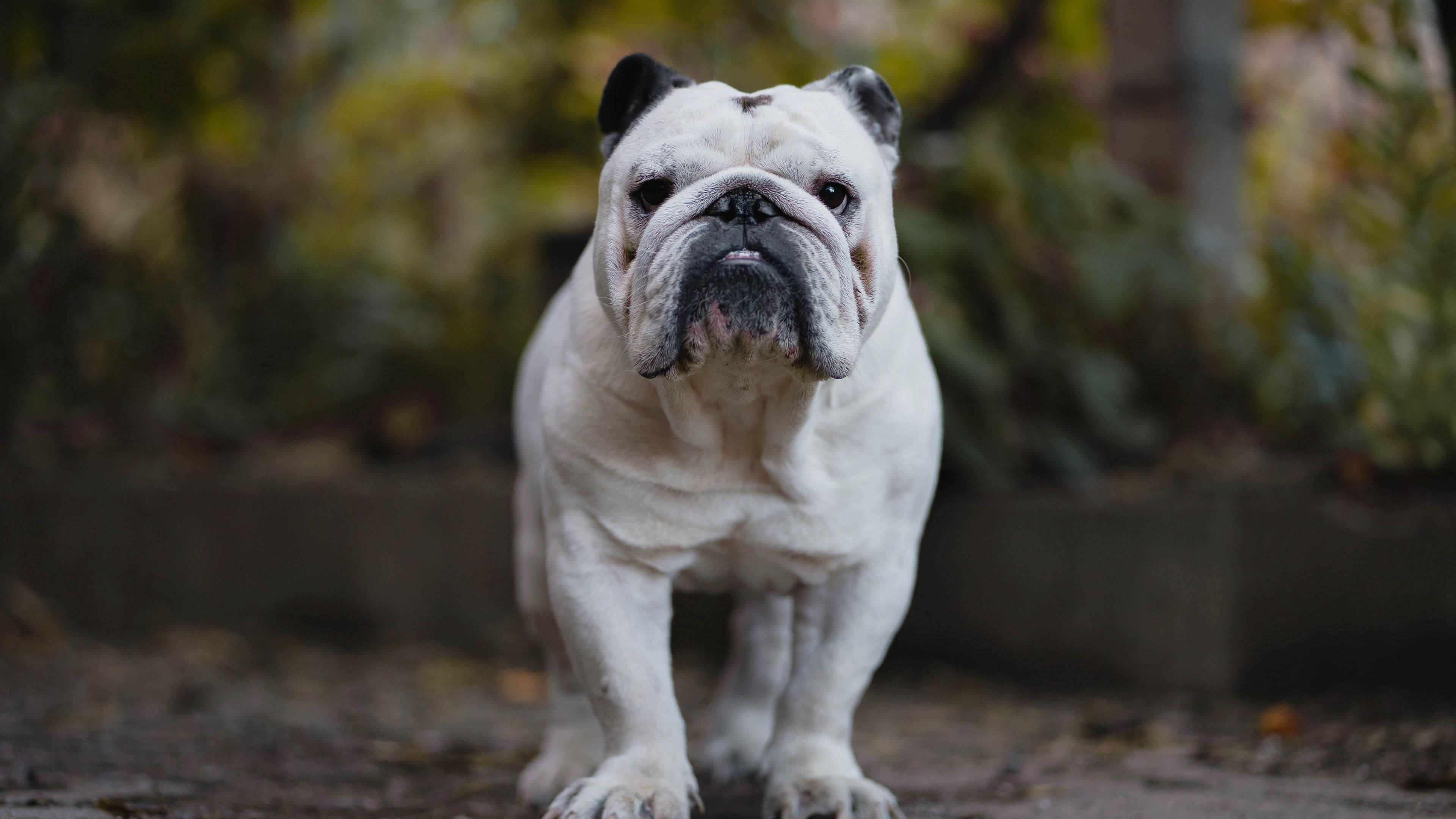 English Bulldog, white, black ears, 4K Desktop Wallpaper