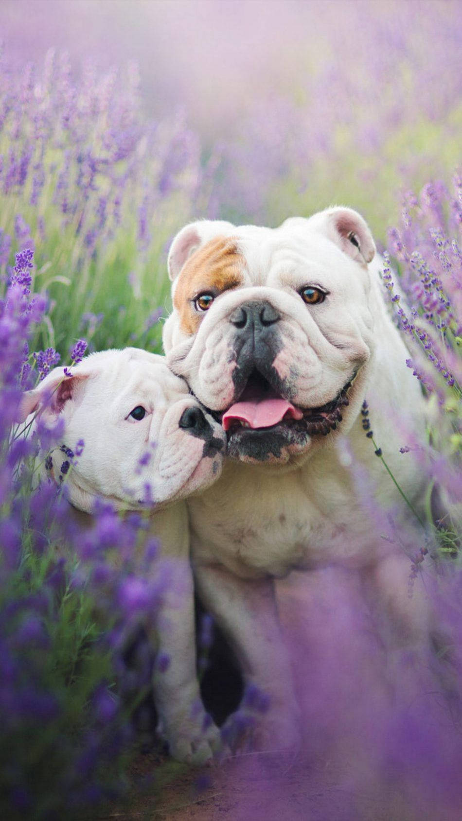 English Bulldog, lavender field, purple lavender, HD Phone Wallpaper