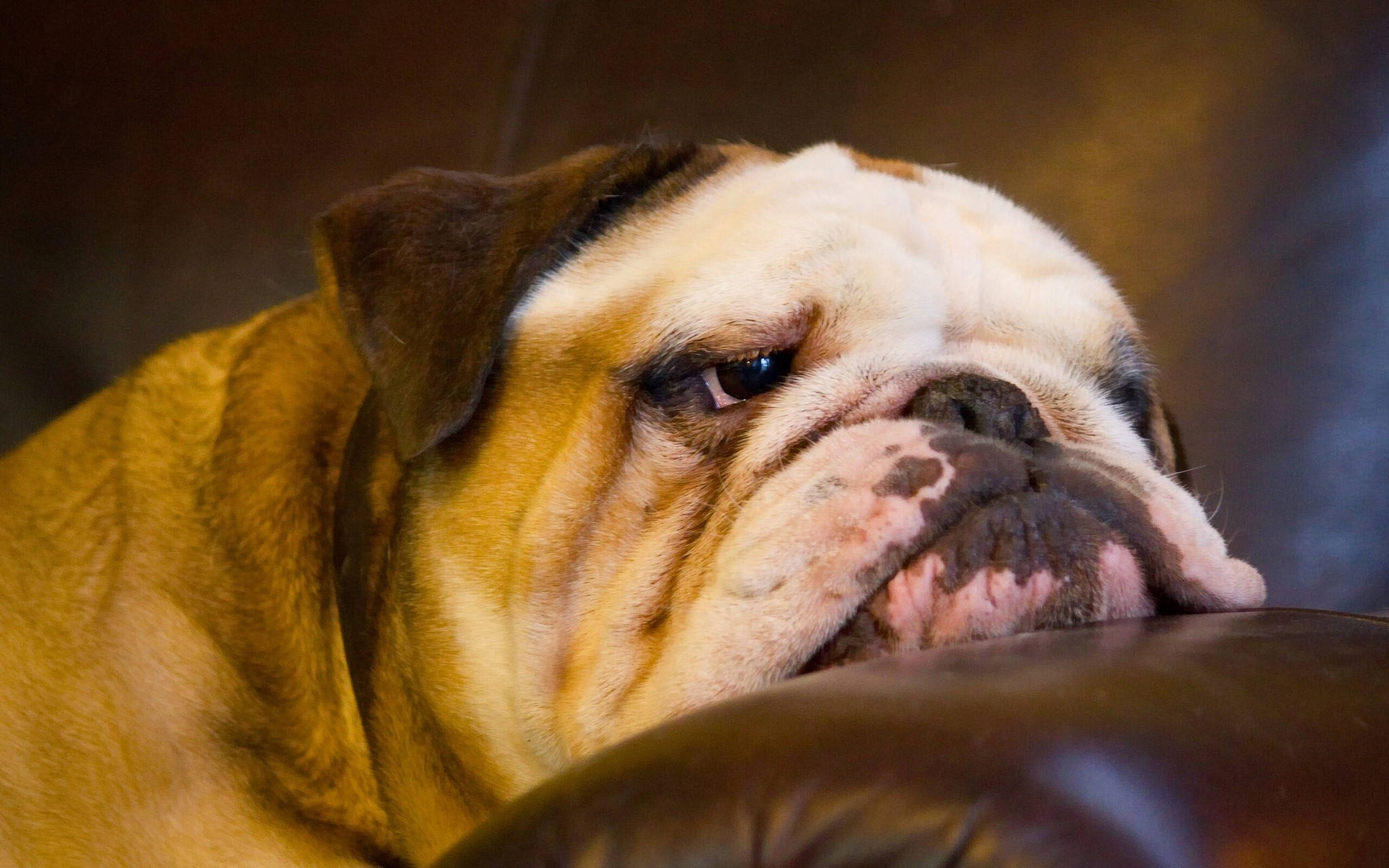 English Bulldog, wrinkled bulldog, leather couch, Full HD Desktop Wallpaper