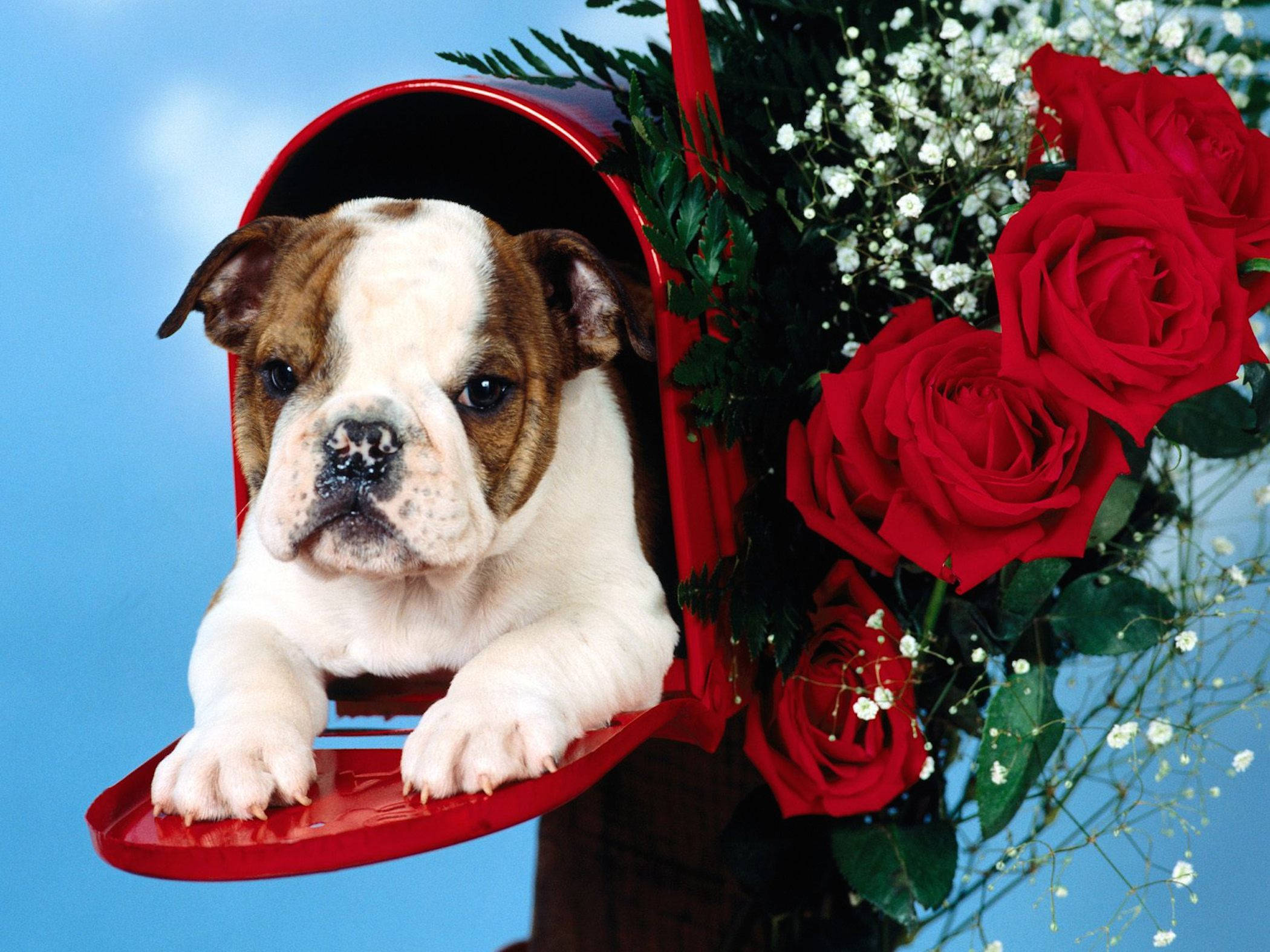 English Bulldog, red mailbox, bouquet of red roses, Full HD Desktop Wallpaper