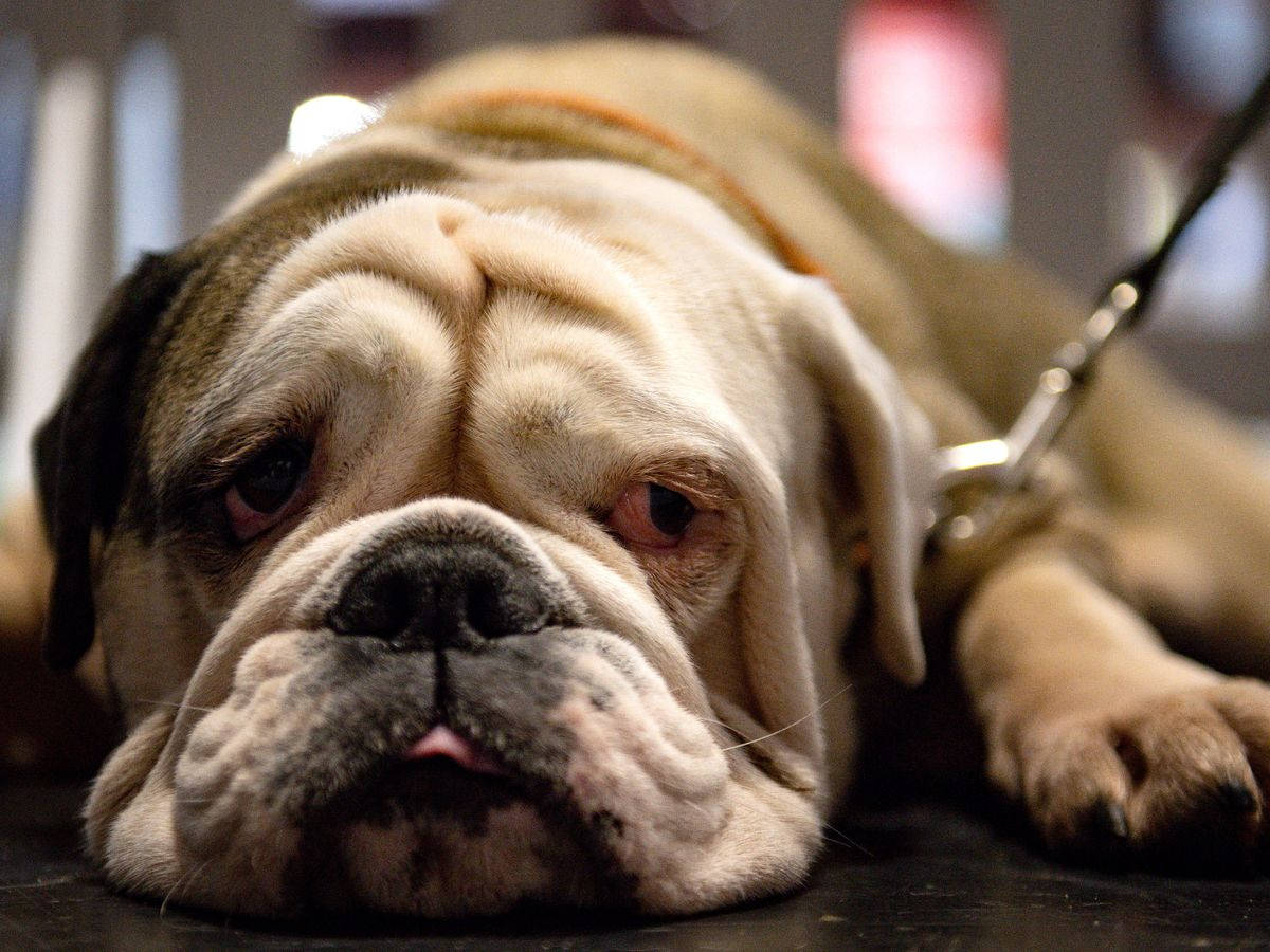 English Bulldog, wrinkled, dark surface, SD Desktop Wallpaper