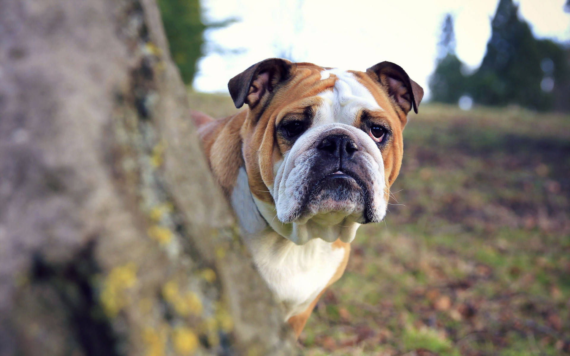 English Bulldog, mossy tree trunk, grassy field, Full HD Desktop Wallpaper