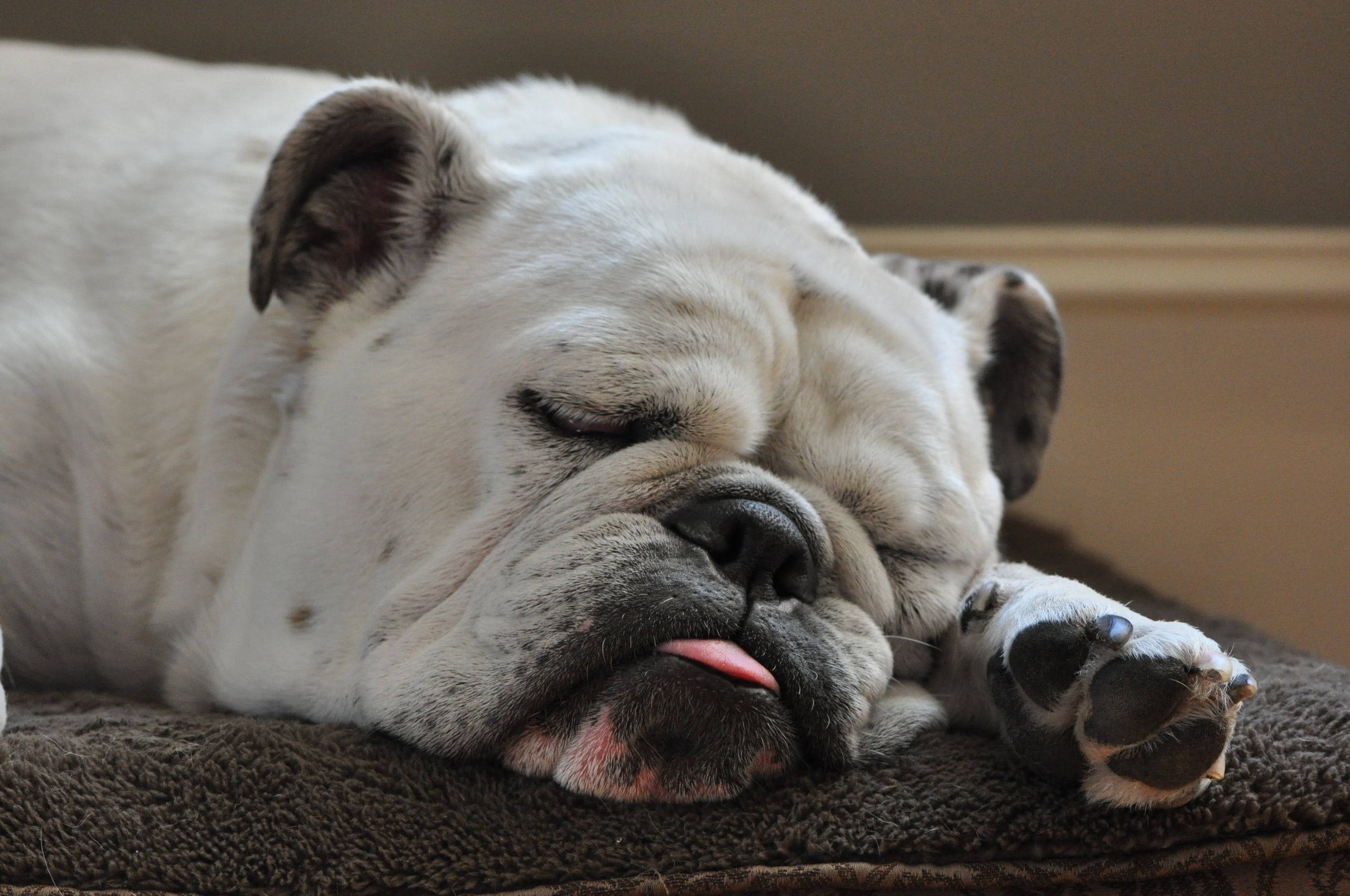 white sleeping English Bulldog, black spots, brown towel, 2K Desktop Wallpaper