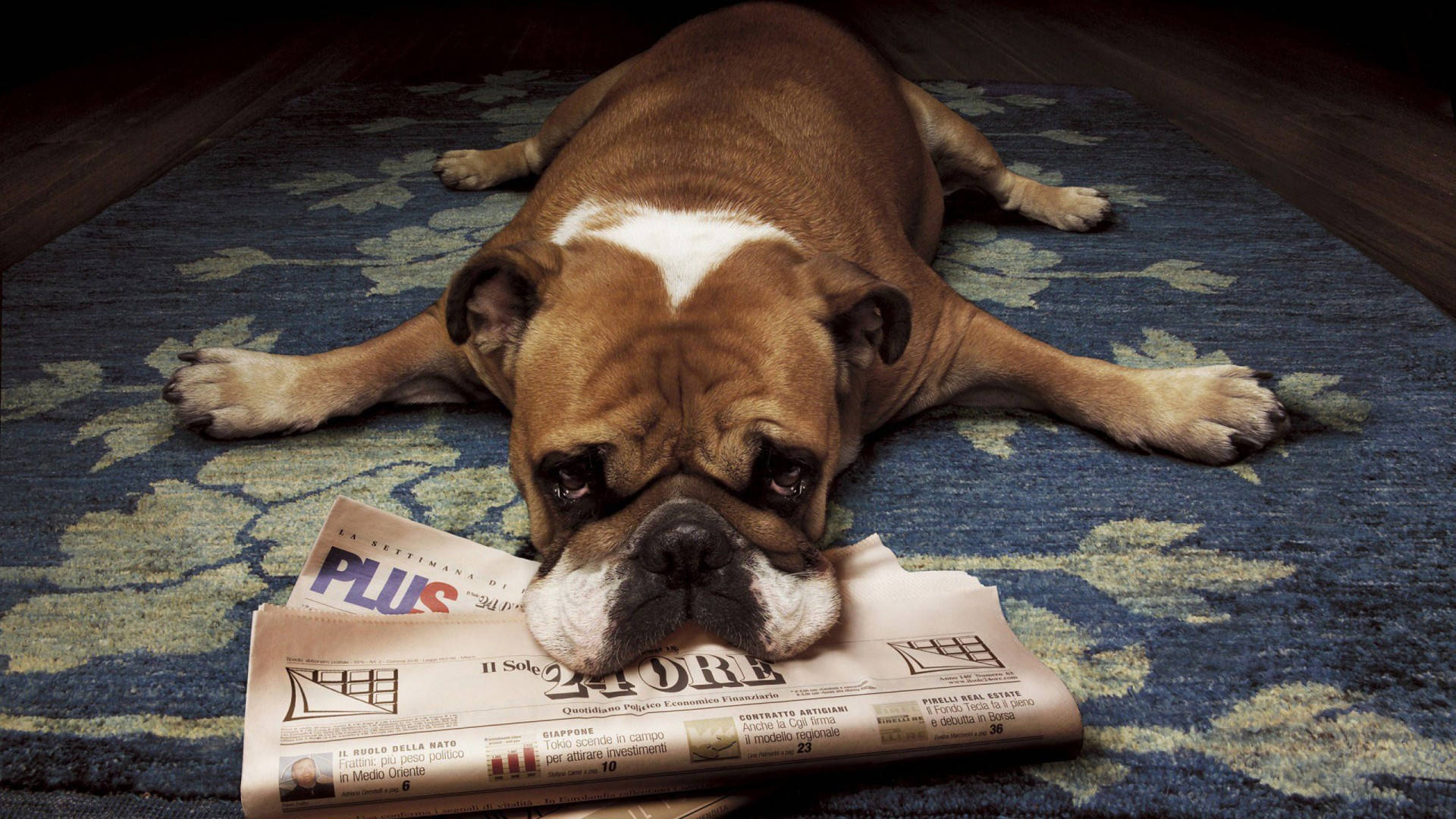 English Bulldog, brown bulldog, white chest, Full HD Desktop Wallpaper