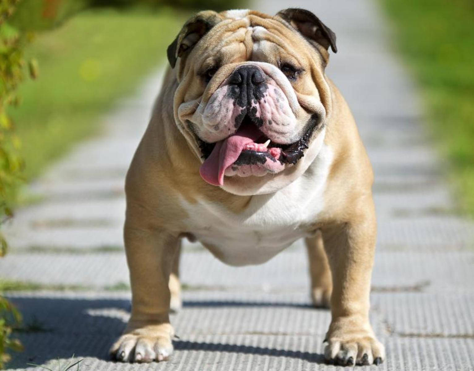 English Bulldog, wrinkled face, pink tongue, HD Desktop Wallpaper