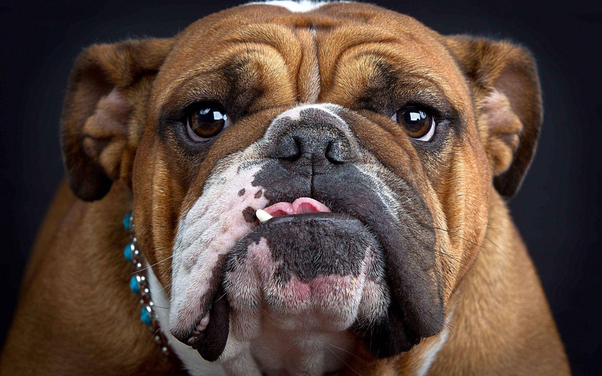 coffee color english bulldog, brown bulldog, blue beaded collar, Full HD Desktop Wallpaper