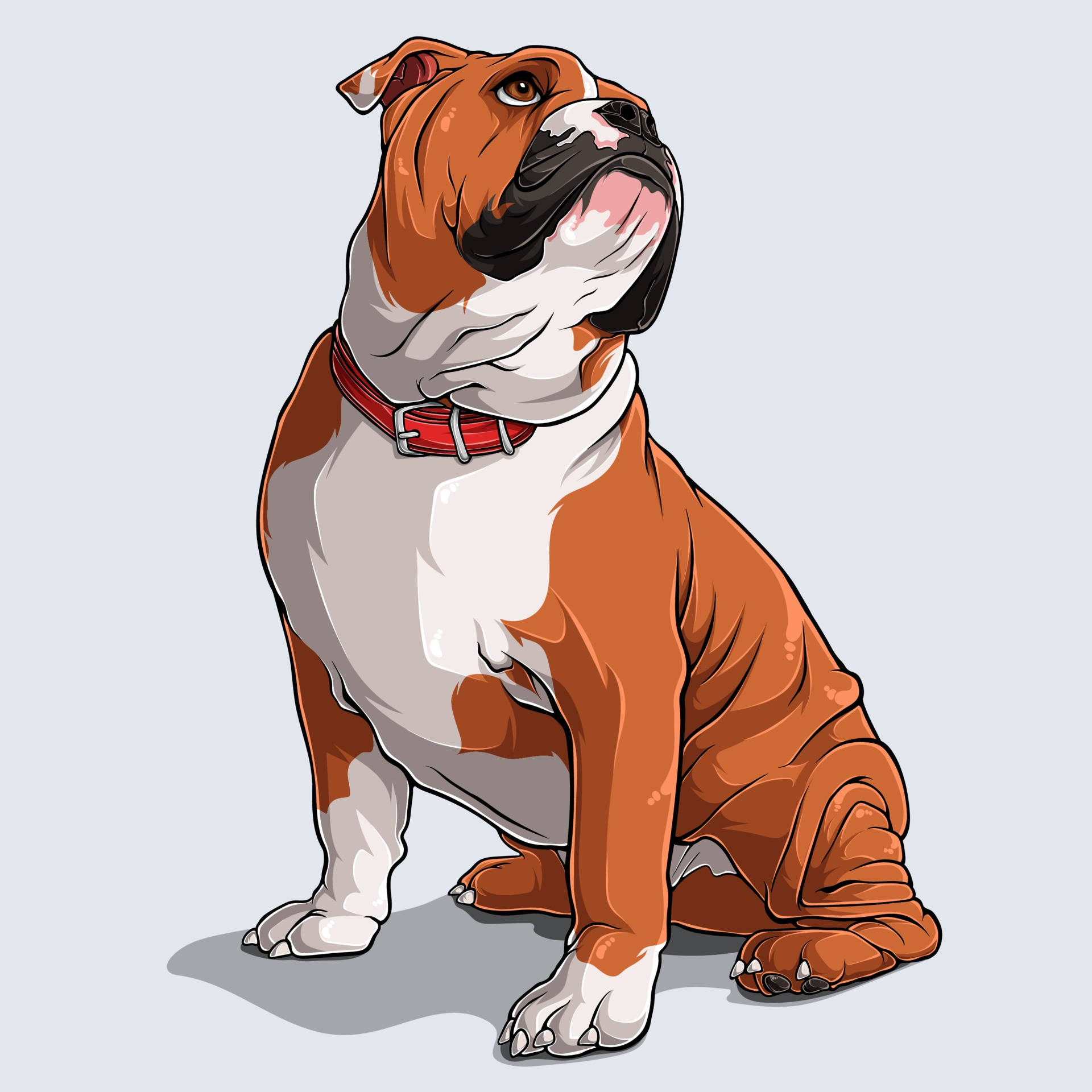English Bulldog, brown and white fur, red collar, Full HD Desktop Wallpaper