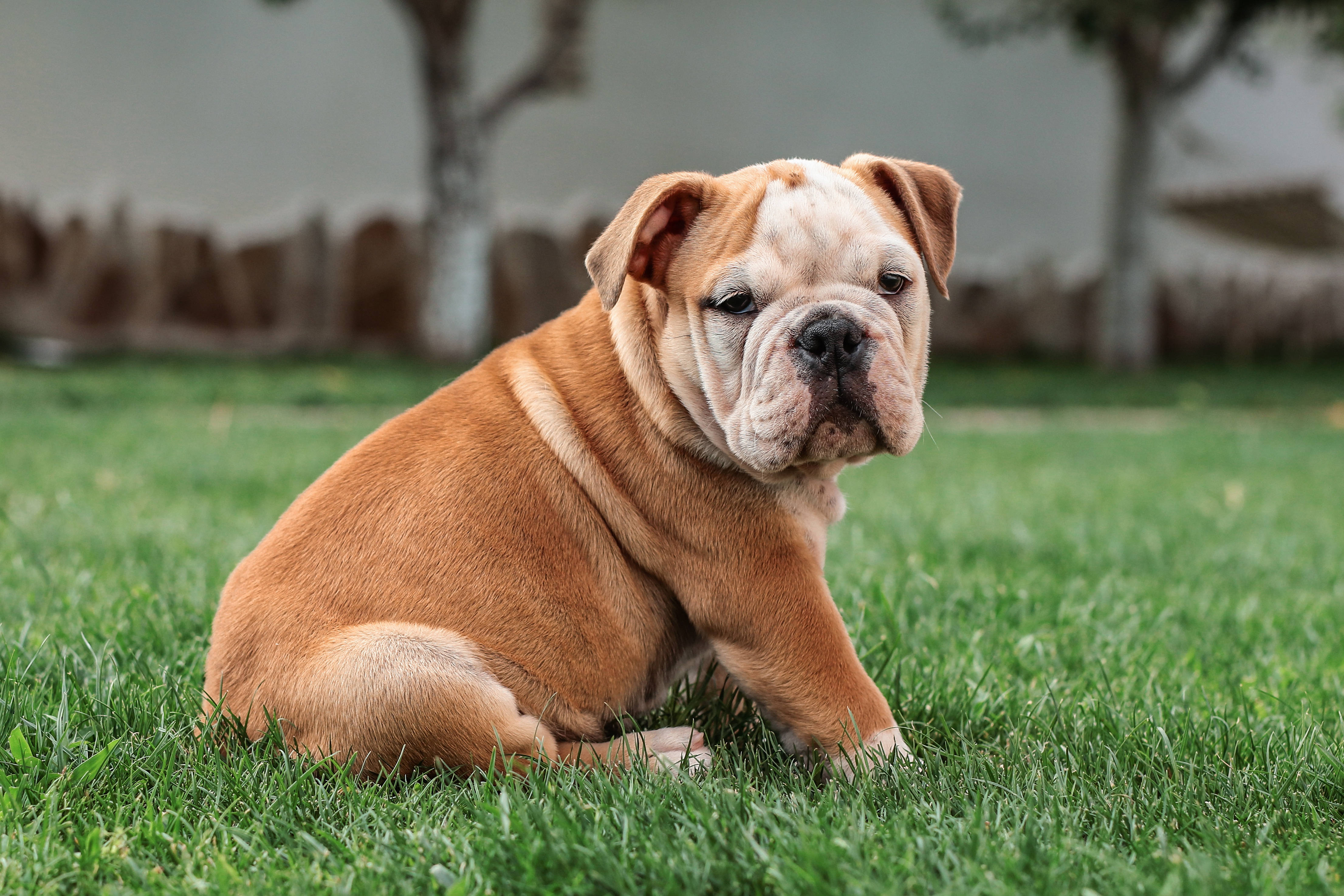 brown english bulldog puppy, fawn-colored bulldog puppy, vibrant green grass, 4K Desktop Wallpaper