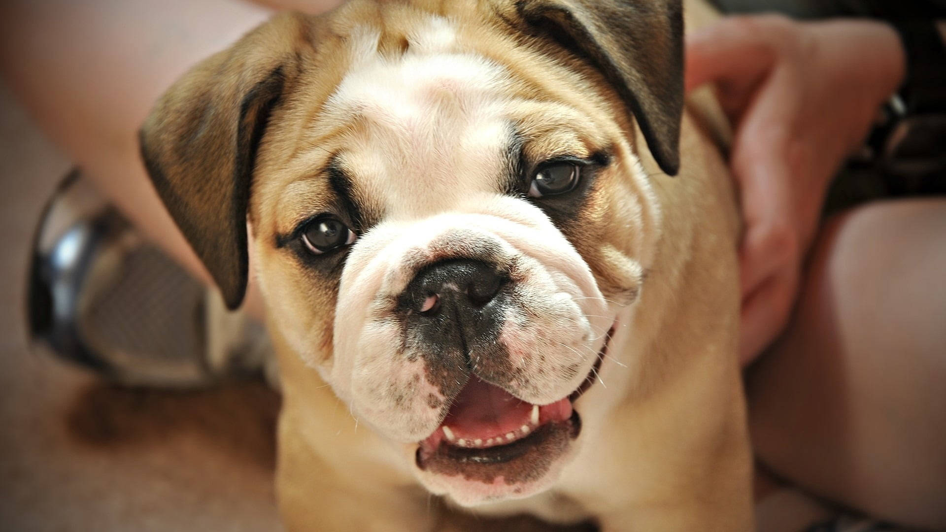 English Bulldog, wrinkled face, open mouth, Full HD Desktop Wallpaper