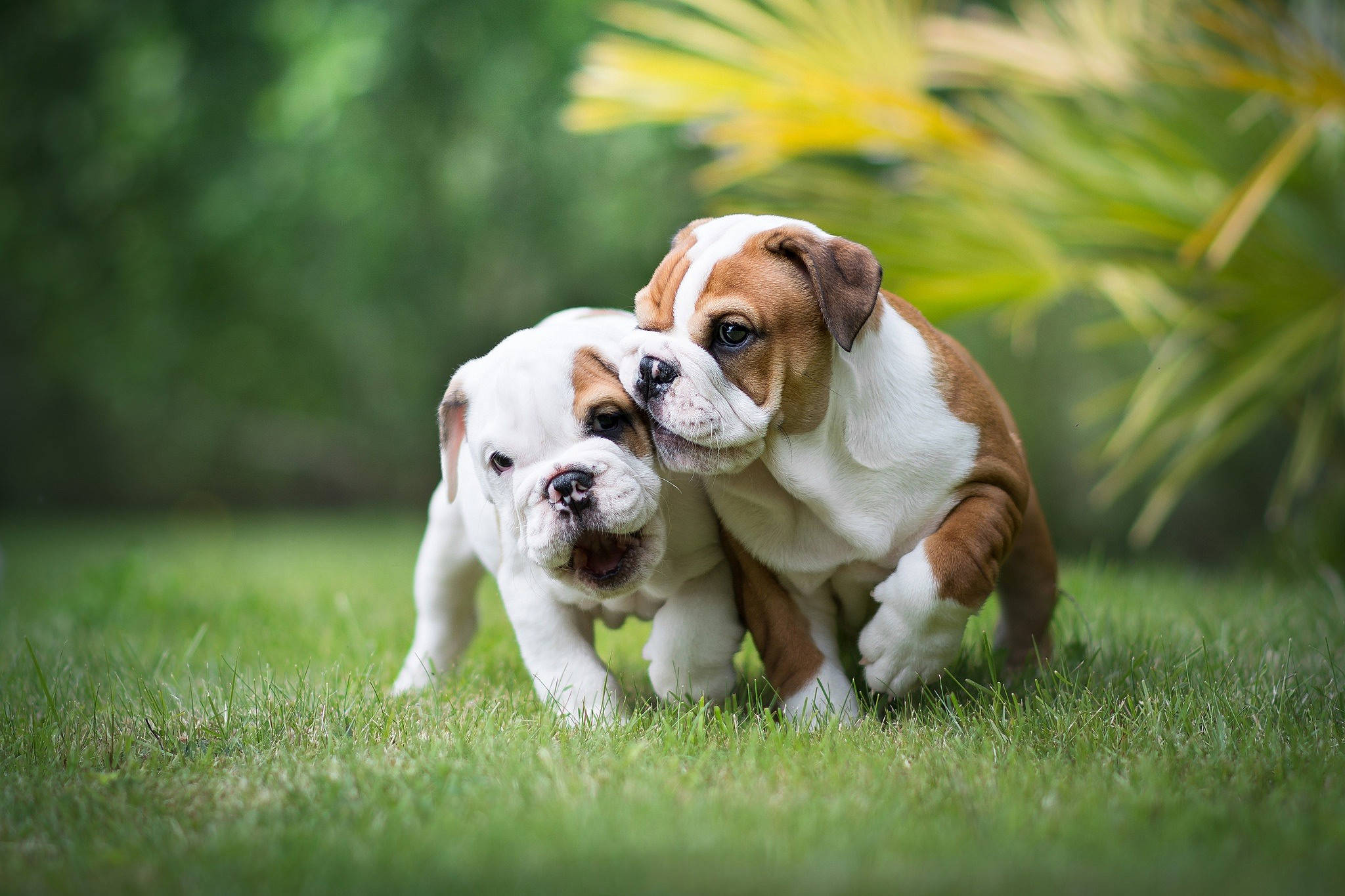 English Bulldog, puppies, vibrant green grass, Full HD Desktop Wallpaper