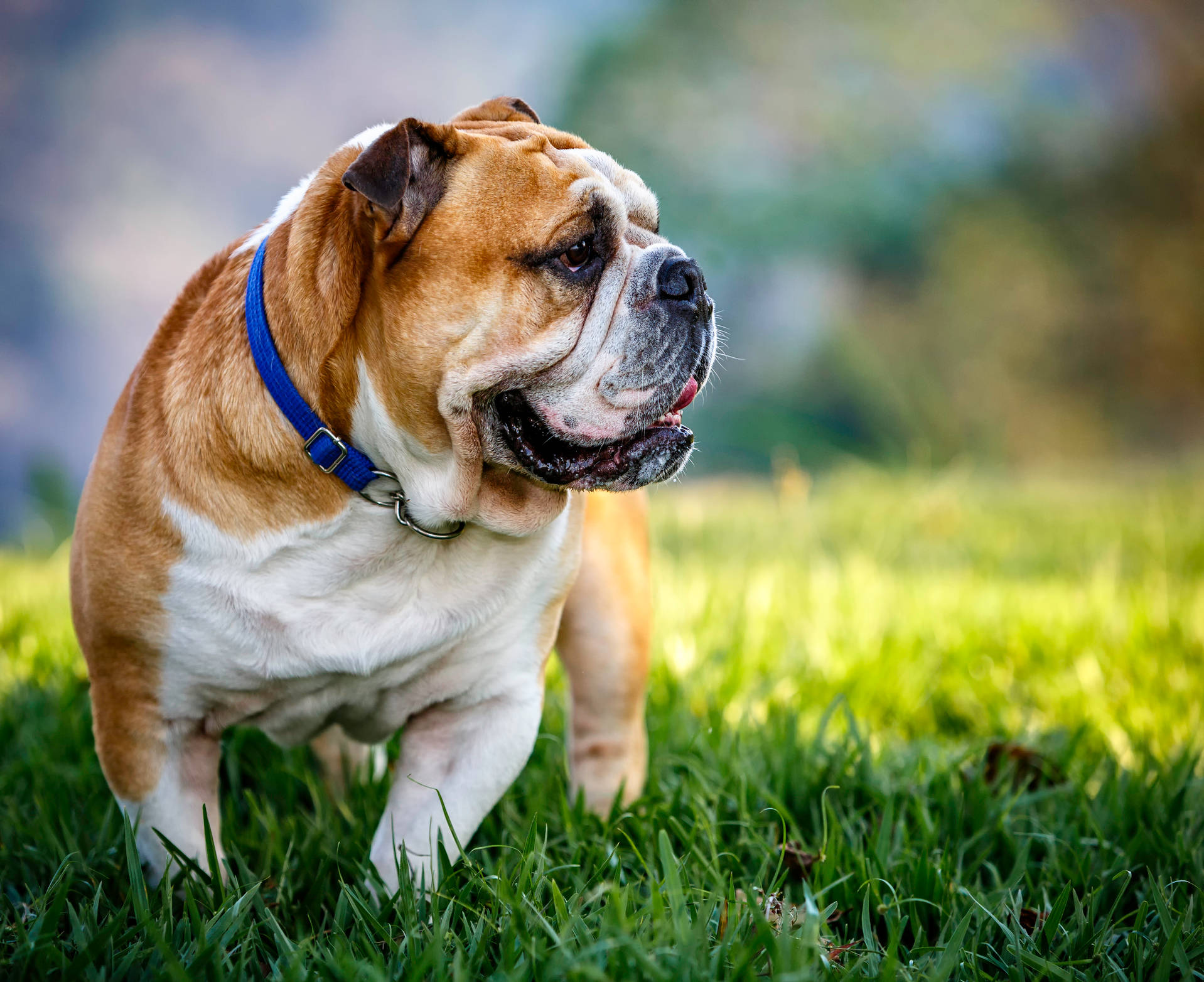 English Bulldog, blue collar, vibrant green grass, HD Desktop Wallpaper