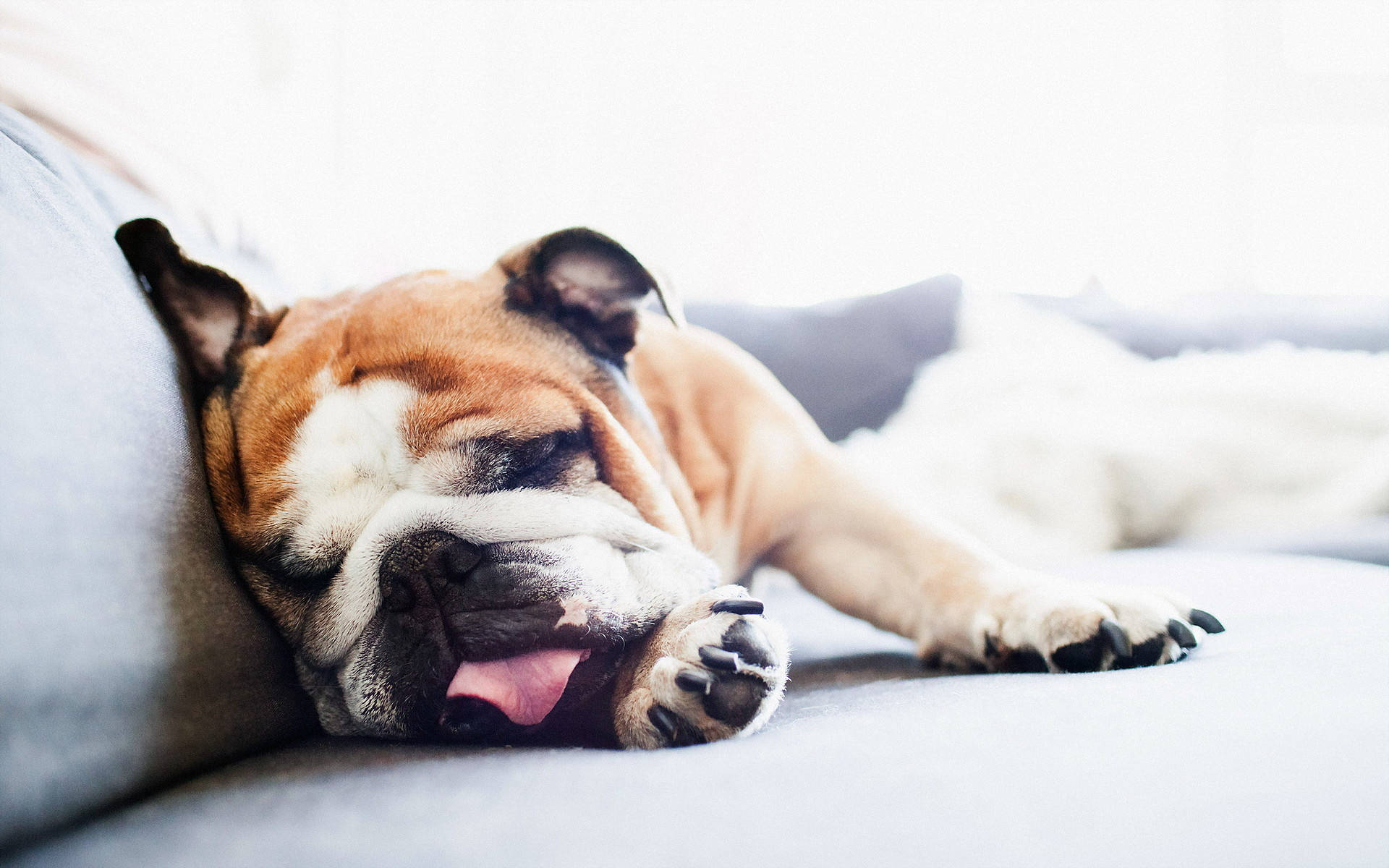 English Bulldog, gray couch, brown and white fur, Full HD Desktop Wallpaper