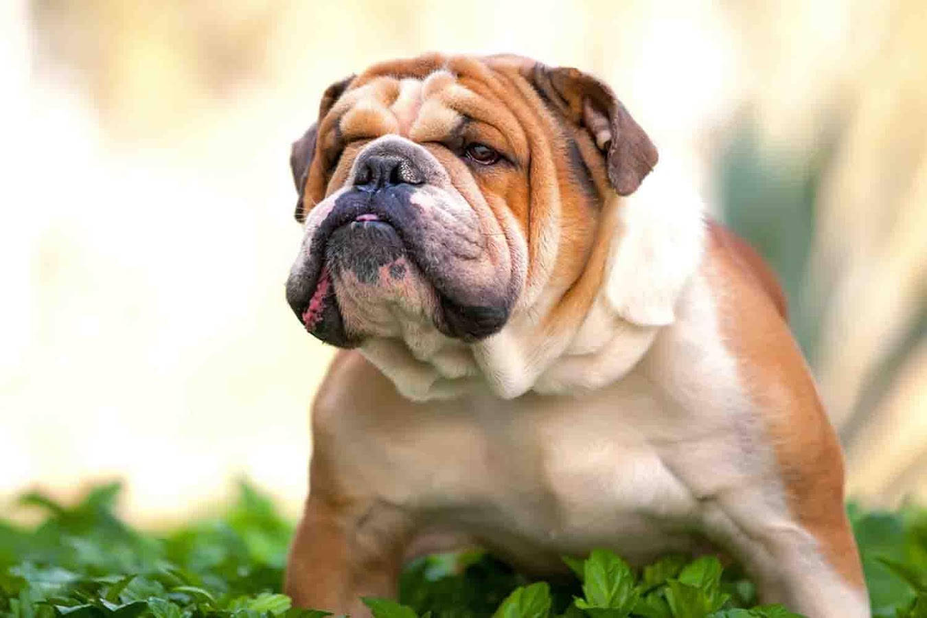 English Bulldog, pink tongue, lush green grass, HD Desktop Wallpaper