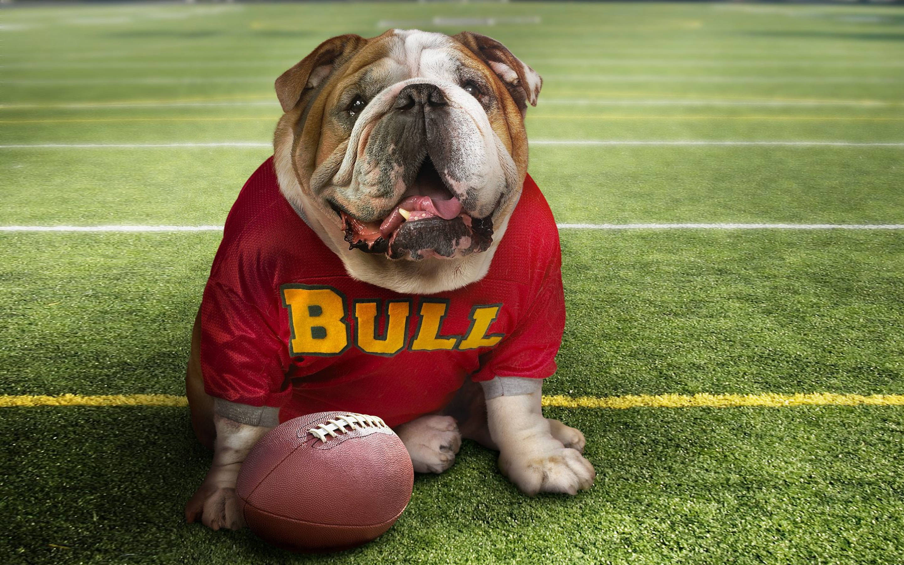 English Bulldog, red 'BULL' jersey, football field, 2K Desktop Wallpaper