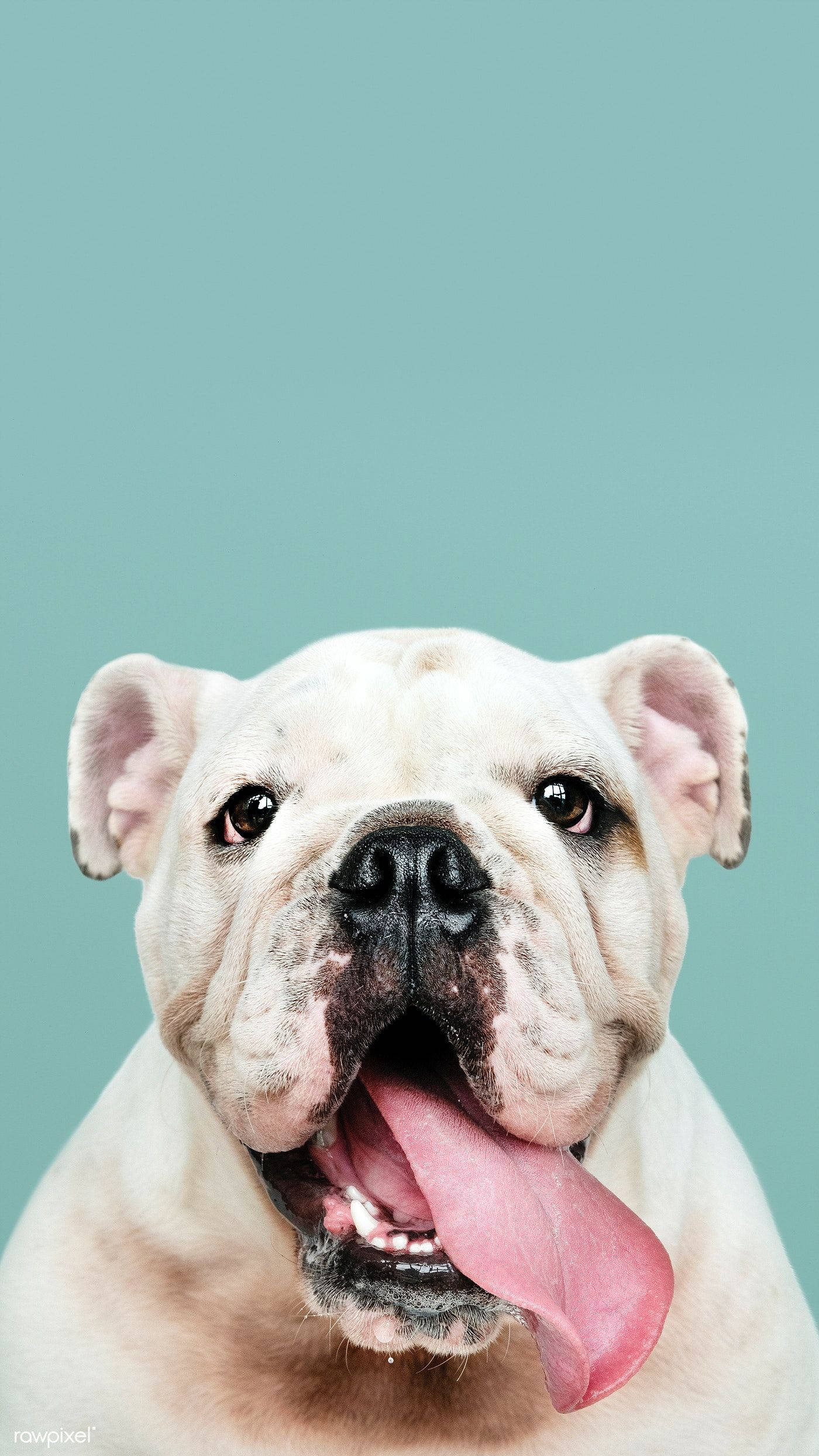 English Bulldog, pink tongue, teal background, Full HD Phone Wallpaper
