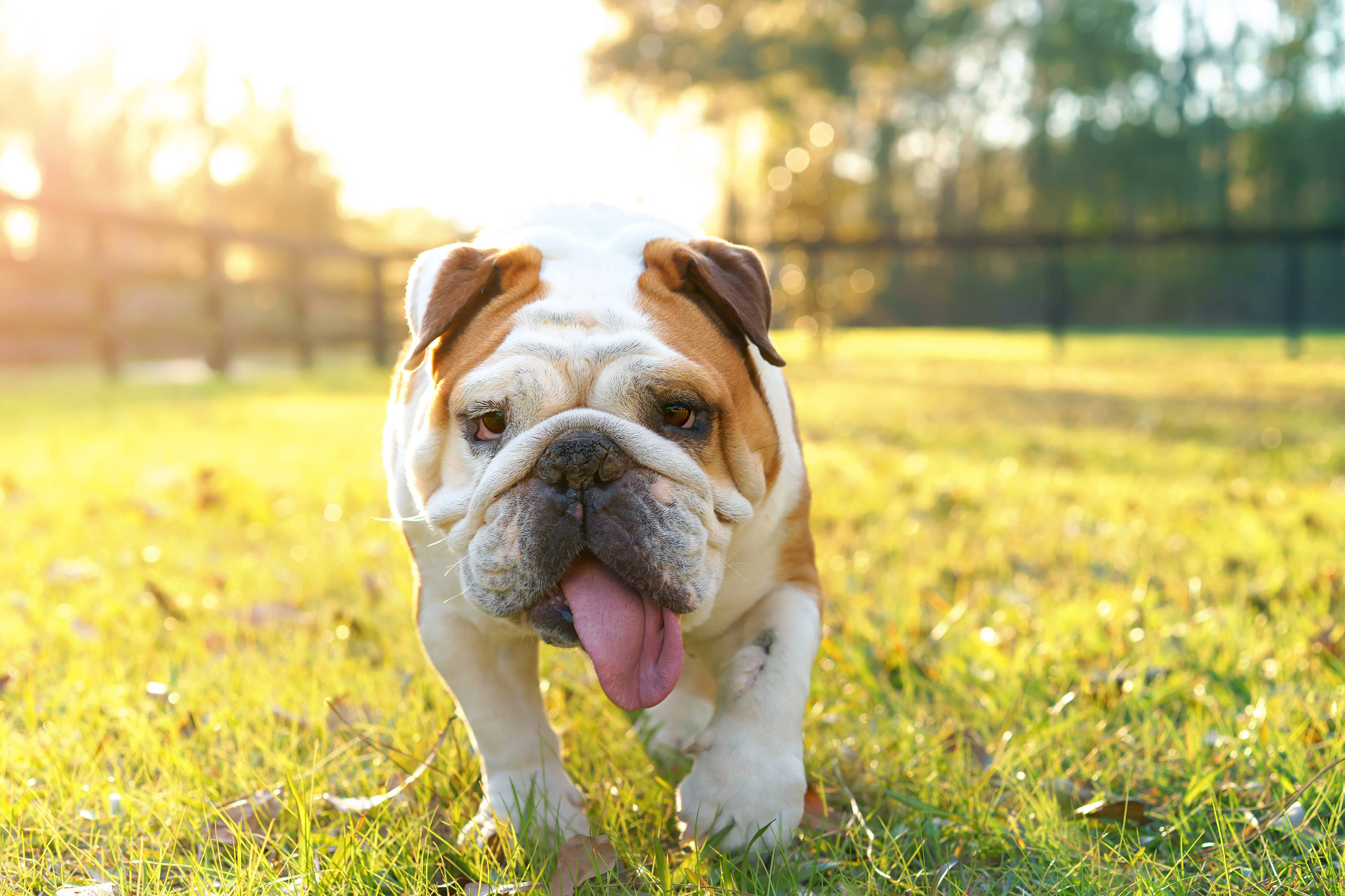 English Bulldog, pink tongue, sunlit grass, 2K Desktop Wallpaper