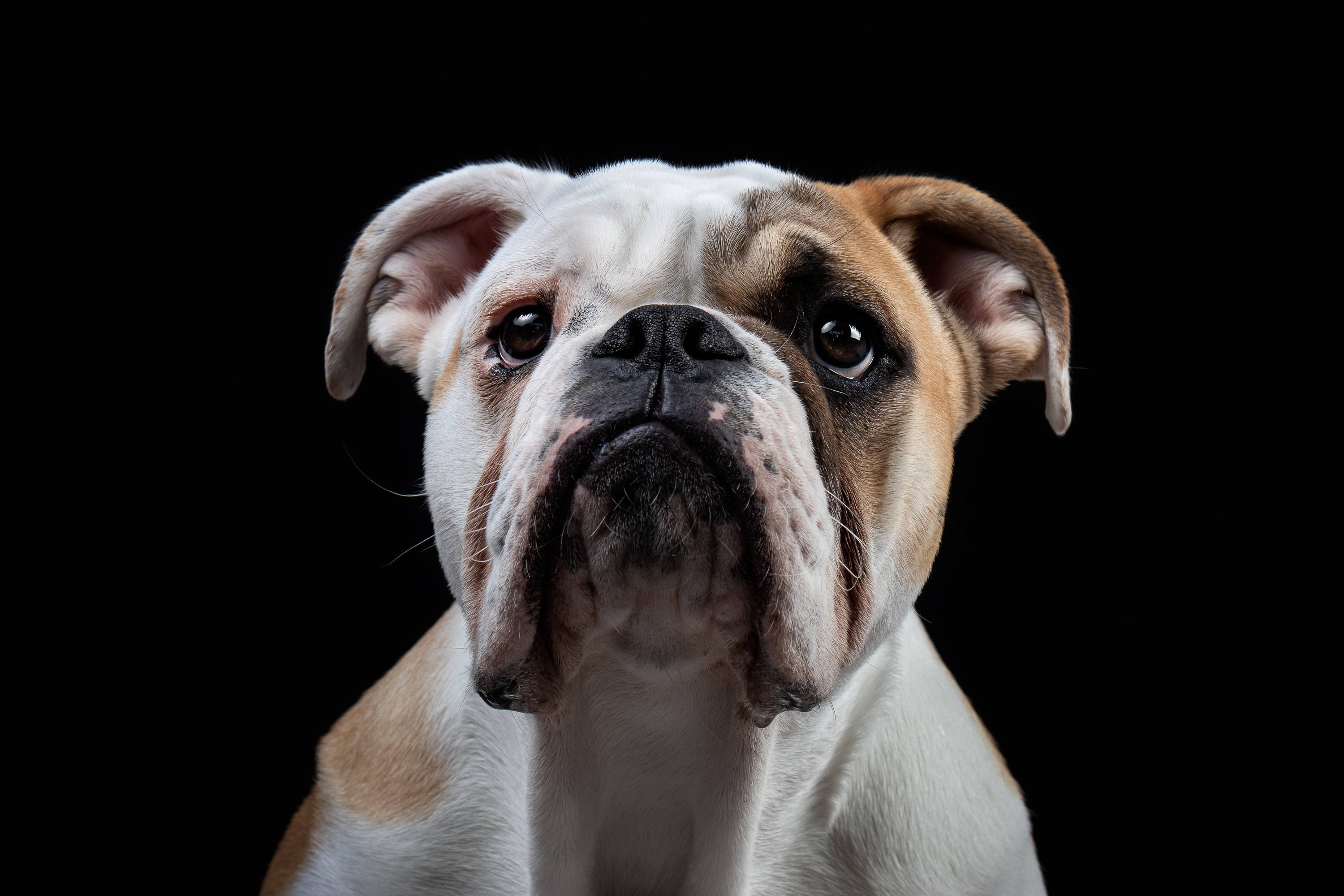 English Bulldog, black, worn, 2K Desktop Wallpaper