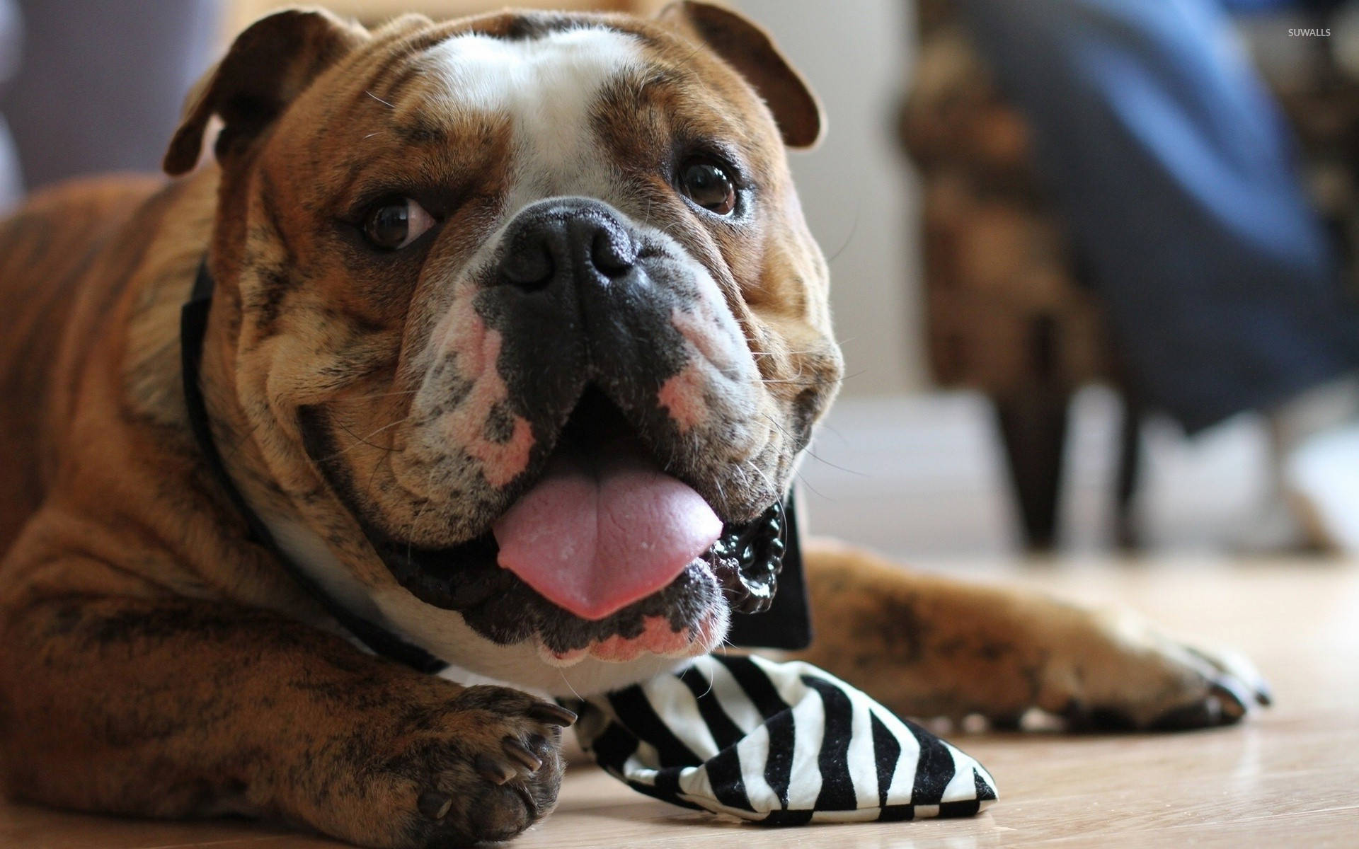 English Bulldog, pink tongue, wooden floor, Full HD Desktop Wallpaper
