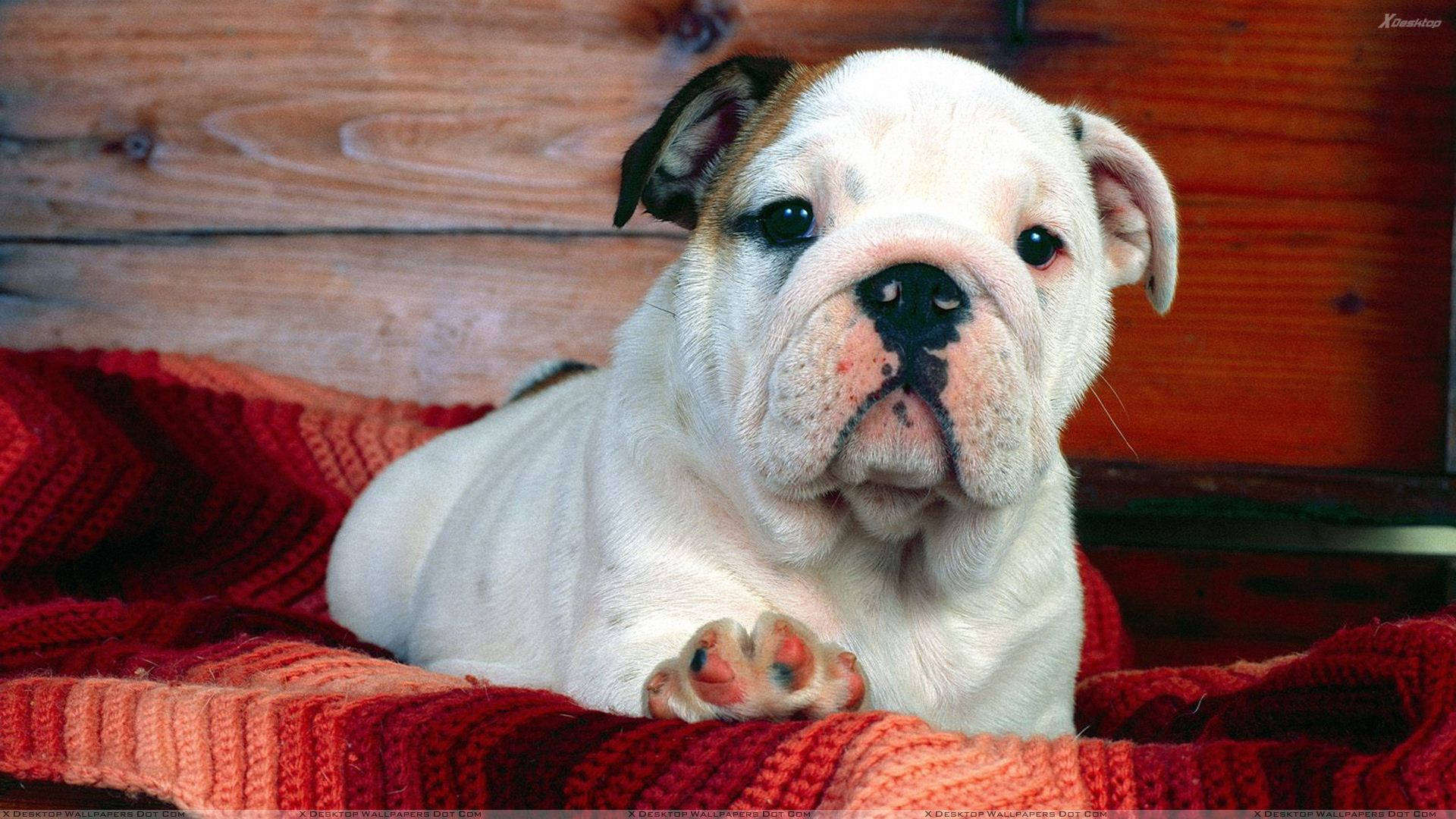 English Bulldog, white, black markings, Full HD Desktop Wallpaper