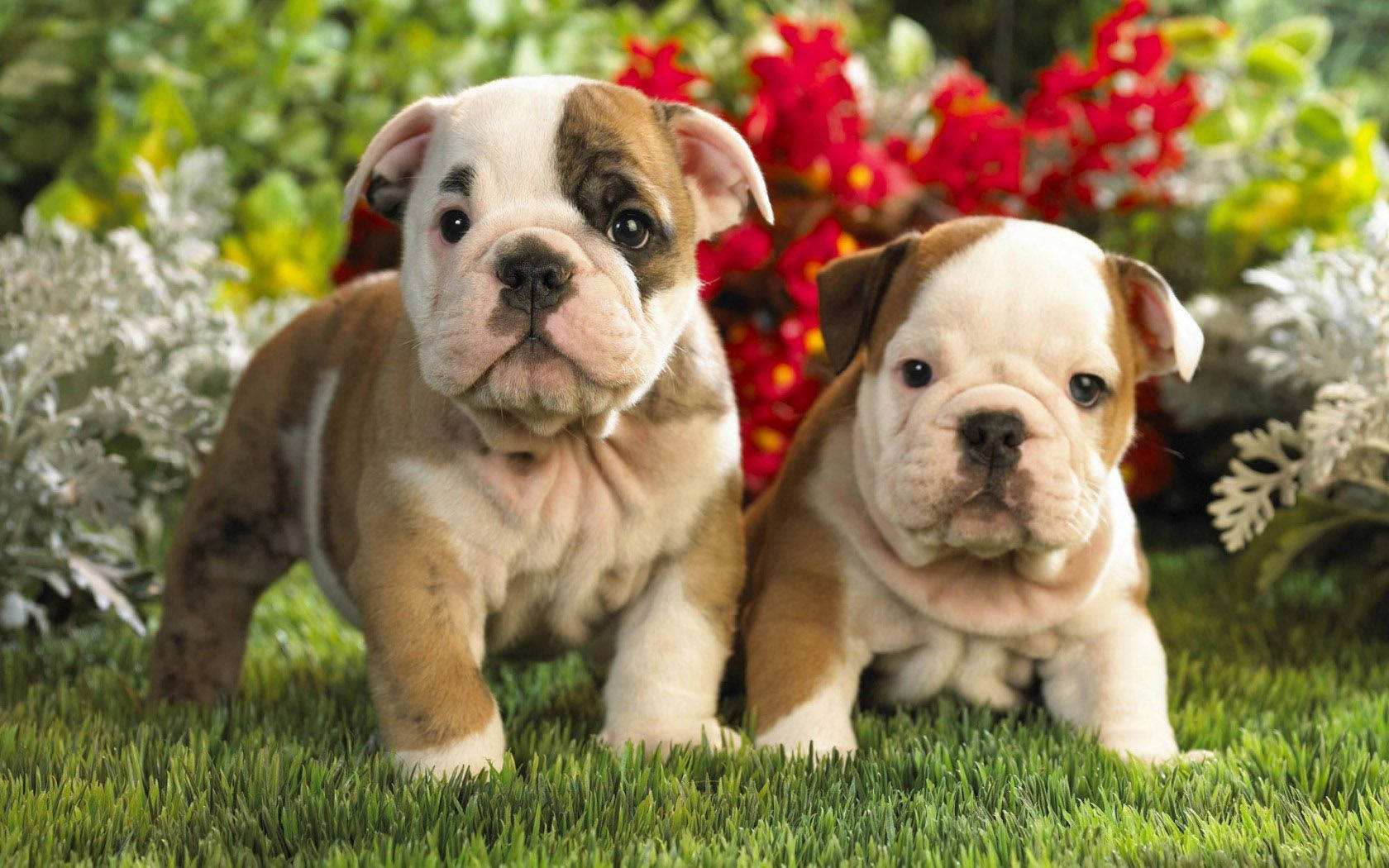 English Bulldog, brown and white fur, vibrant green grass, HD Desktop Wallpaper