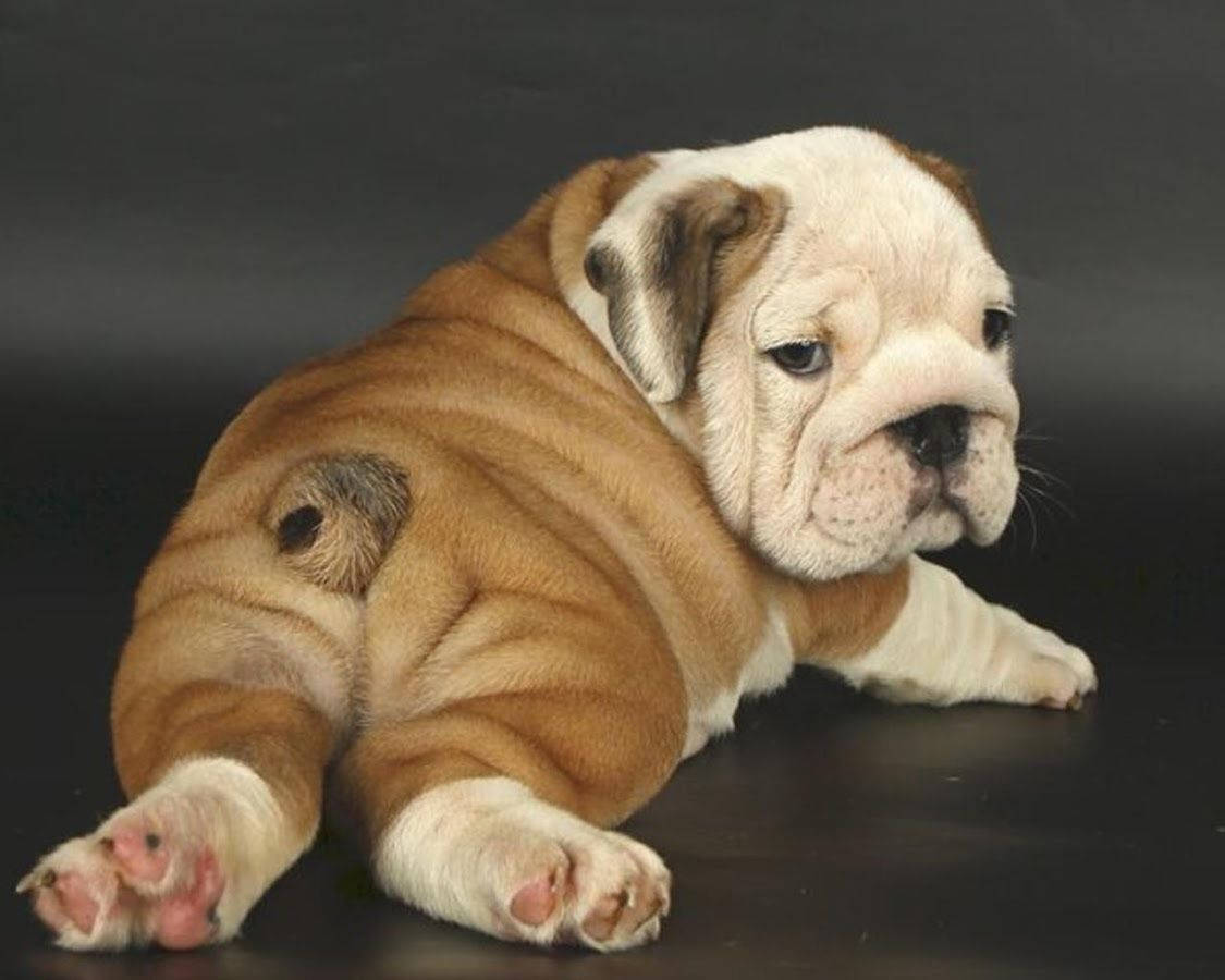 English Bulldog, brown and white, wrinkled, SD Desktop Wallpaper