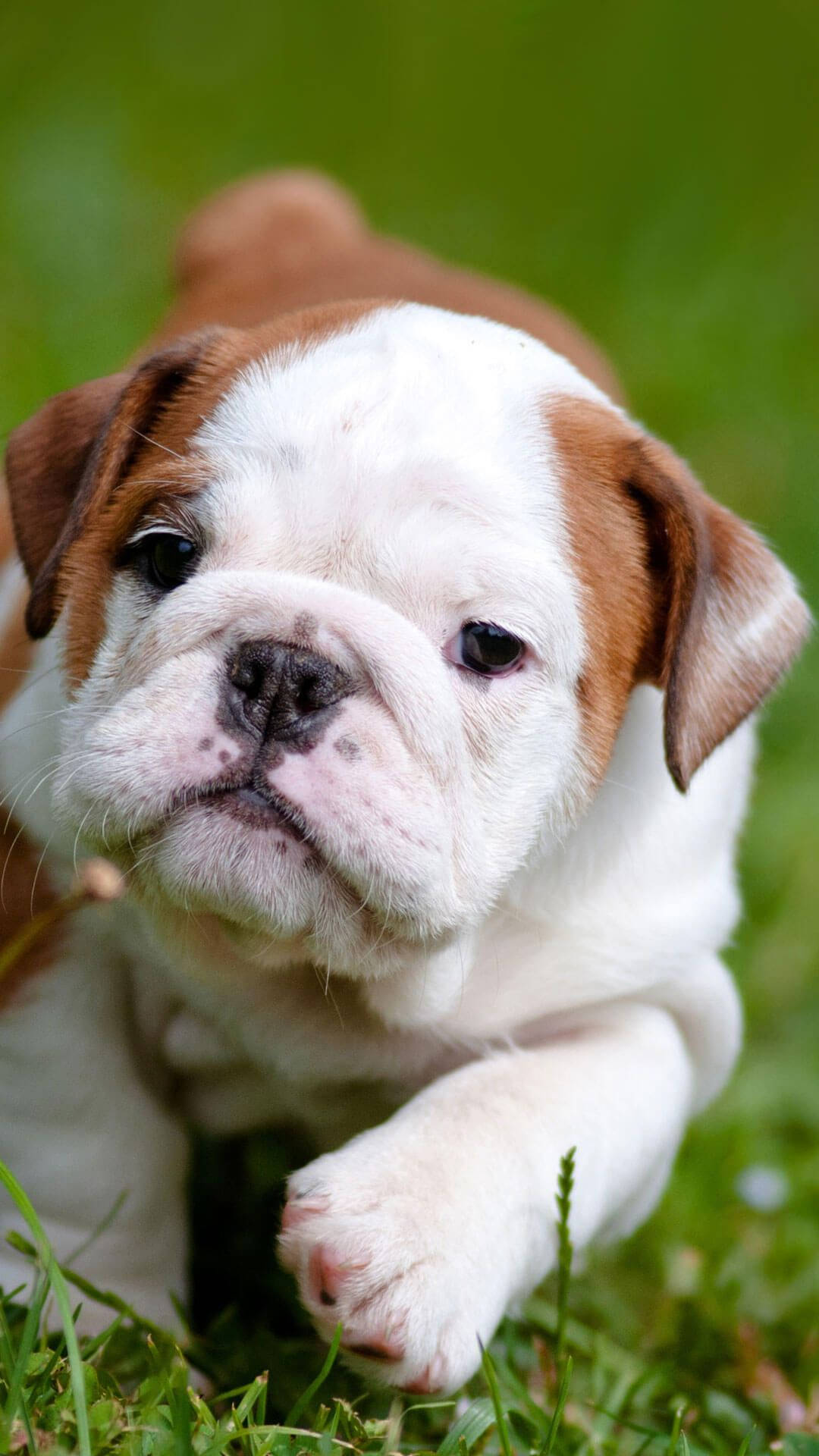baby english bulldog, brown and white, vibrant green grass, Full HD Phone Wallpaper