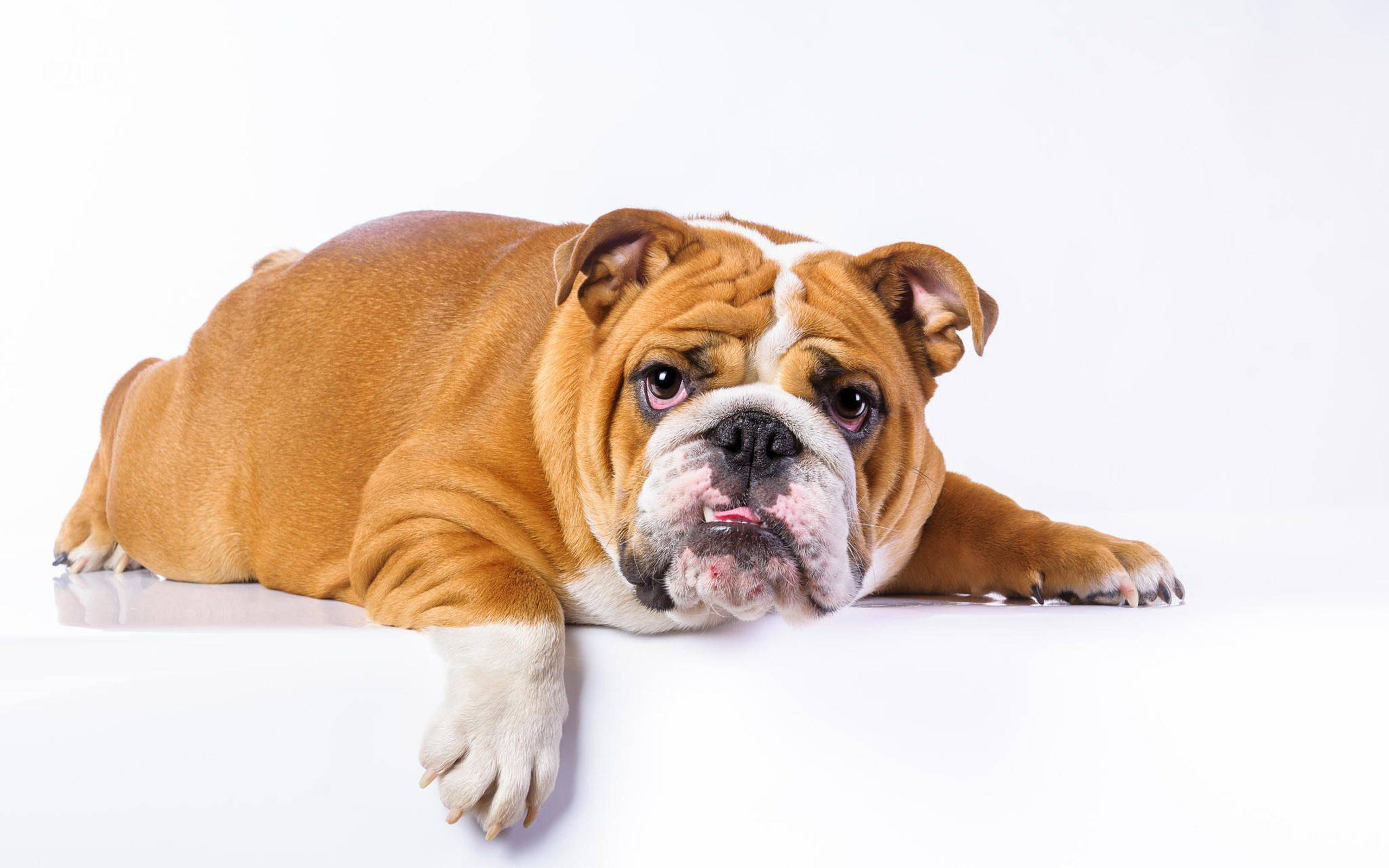 Golden English Bulldog, brown and white, English bulldog, 2K Desktop Wallpaper