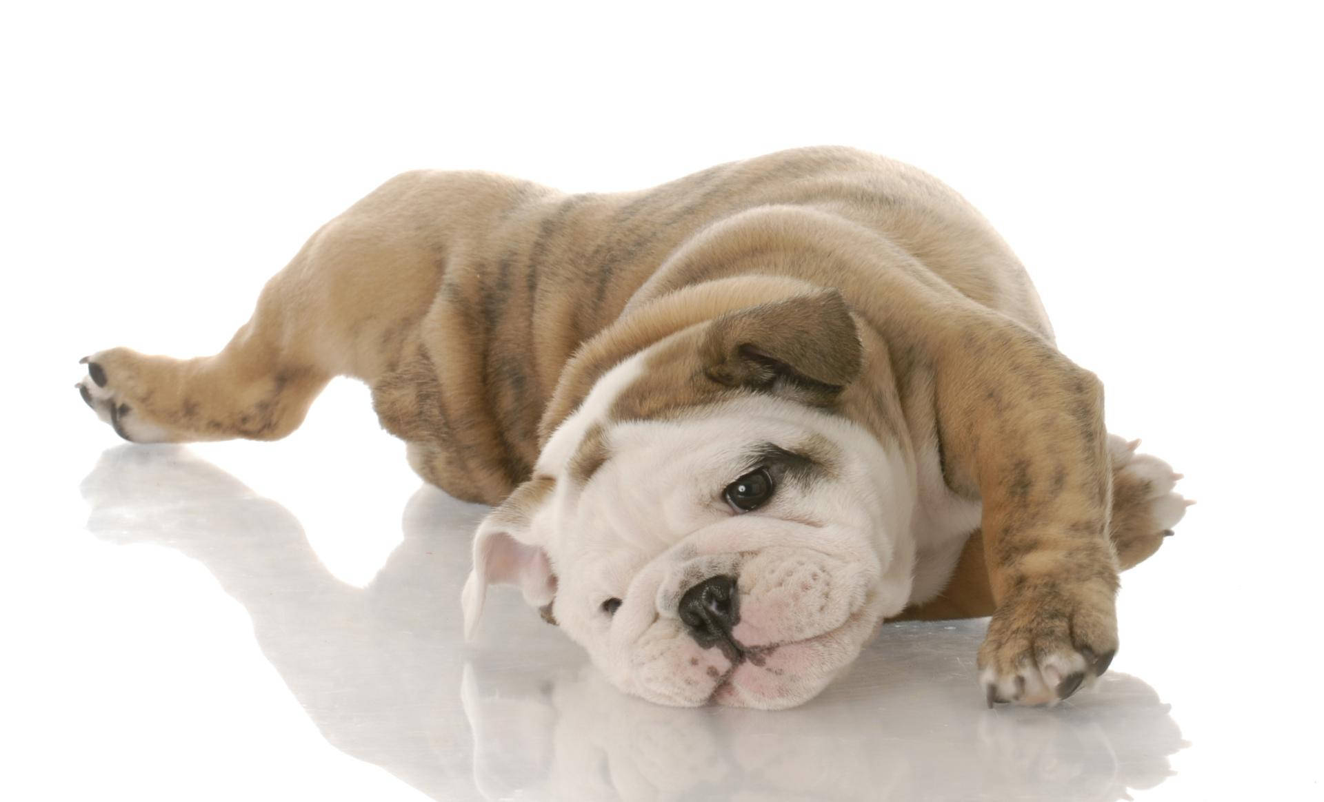 English Bulldog, tan and white, reflective white surface, Full HD Desktop Wallpaper