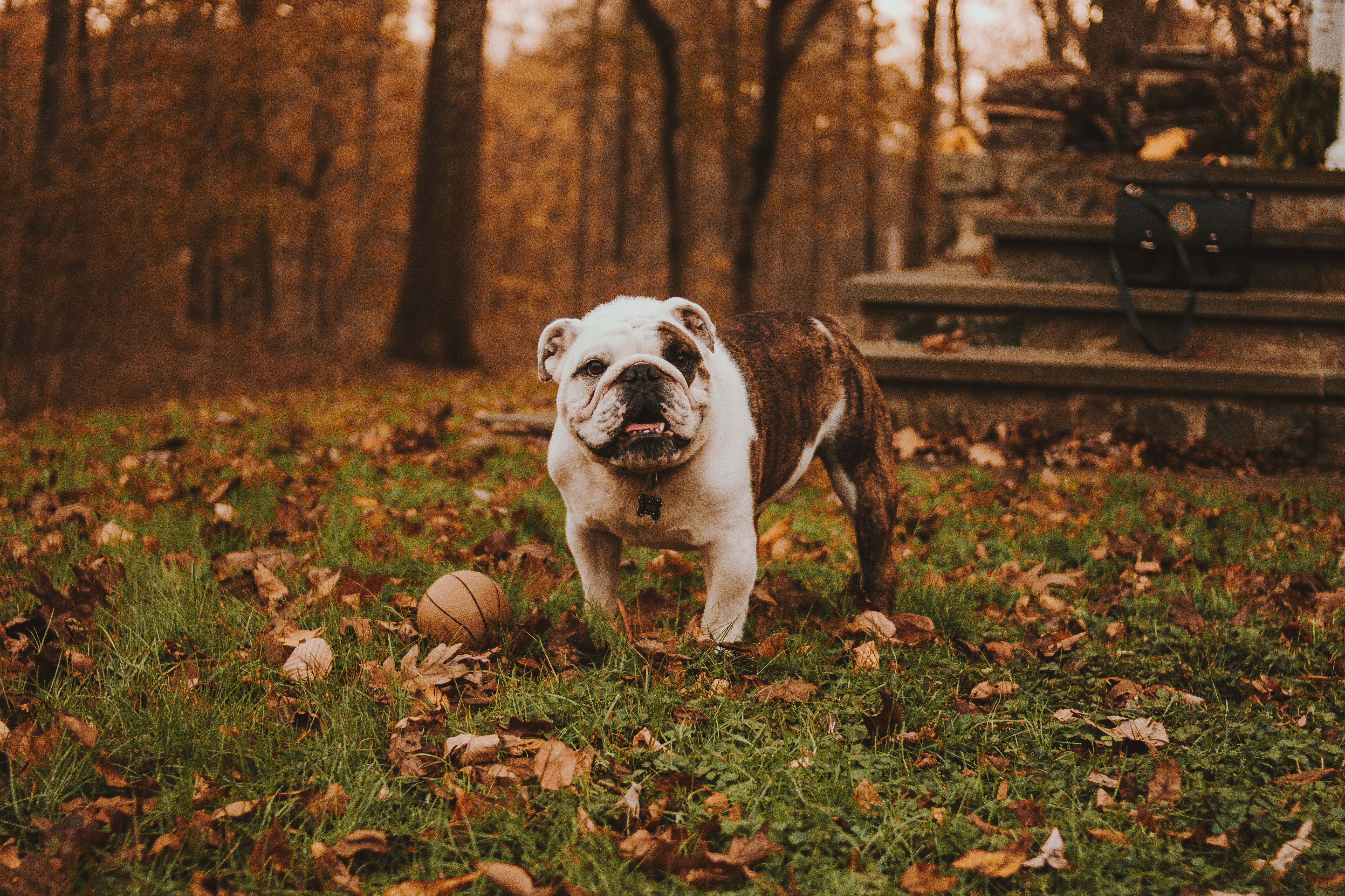 English Bulldog, autumn, grassy yard, 5K Desktop Wallpaper