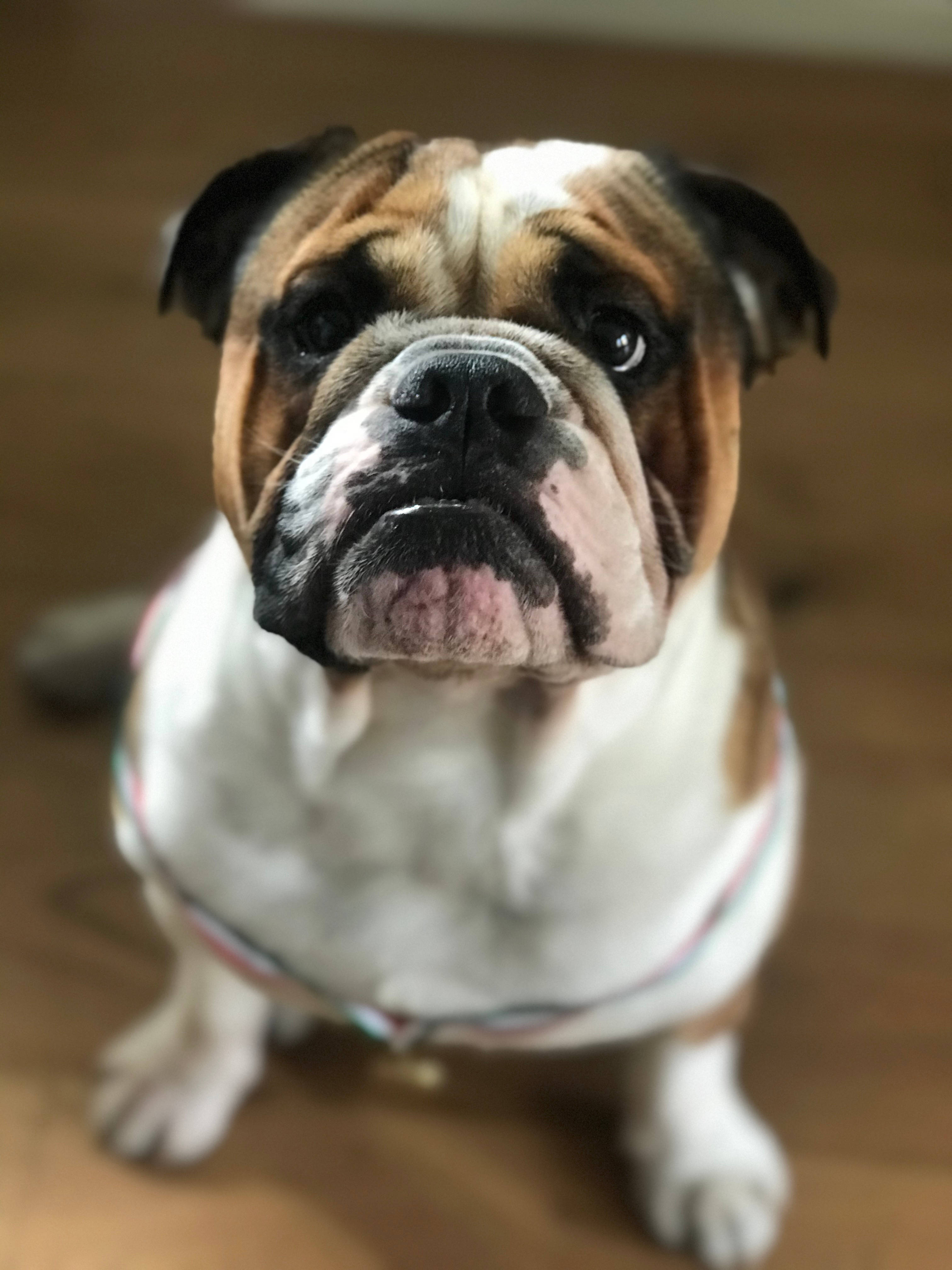 English Bulldog, wrinkled bulldog, white and brown coat, 4K Phone Wallpaper