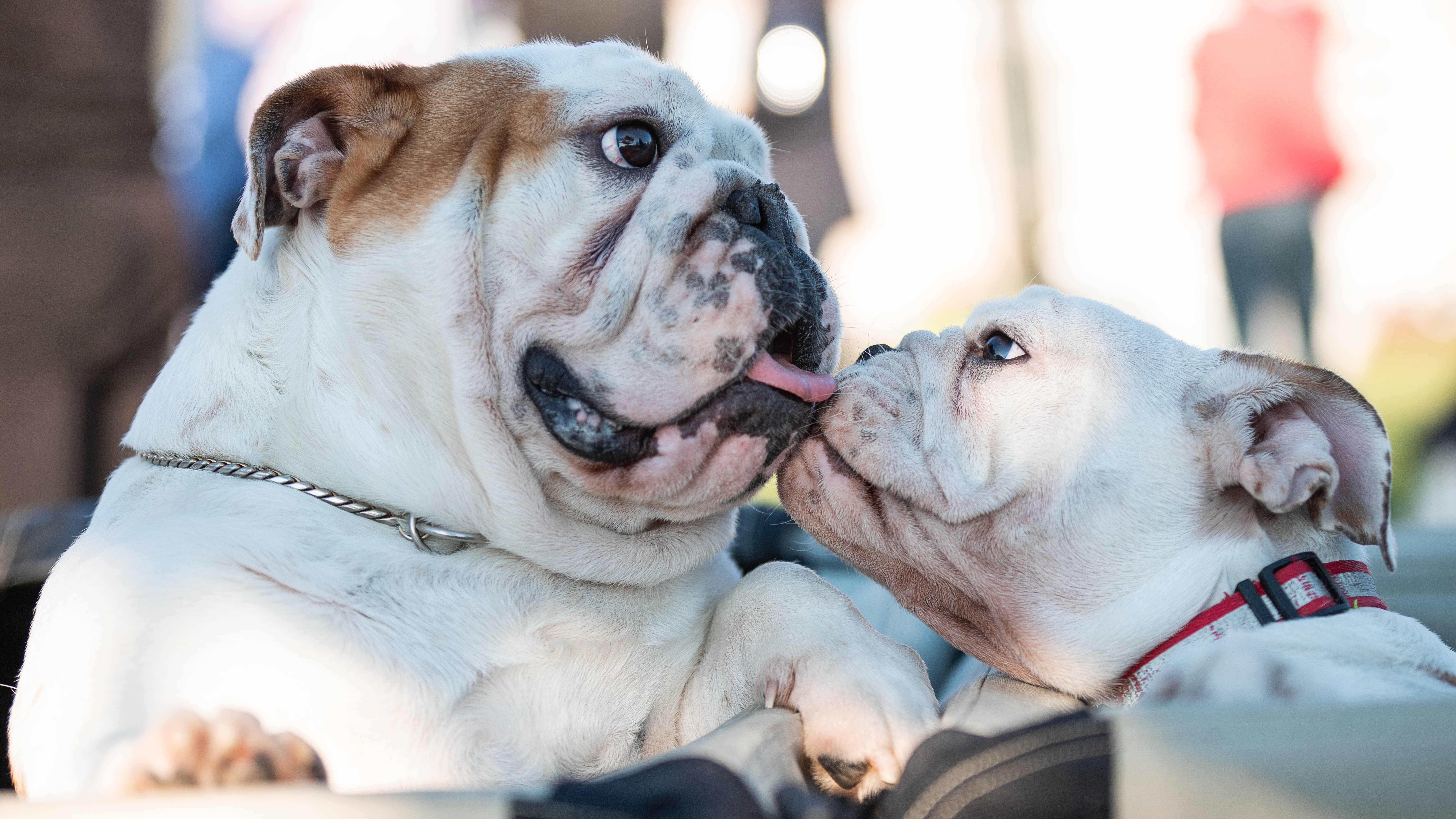 English Bulldog, kissing, licking, 5K Desktop Wallpaper