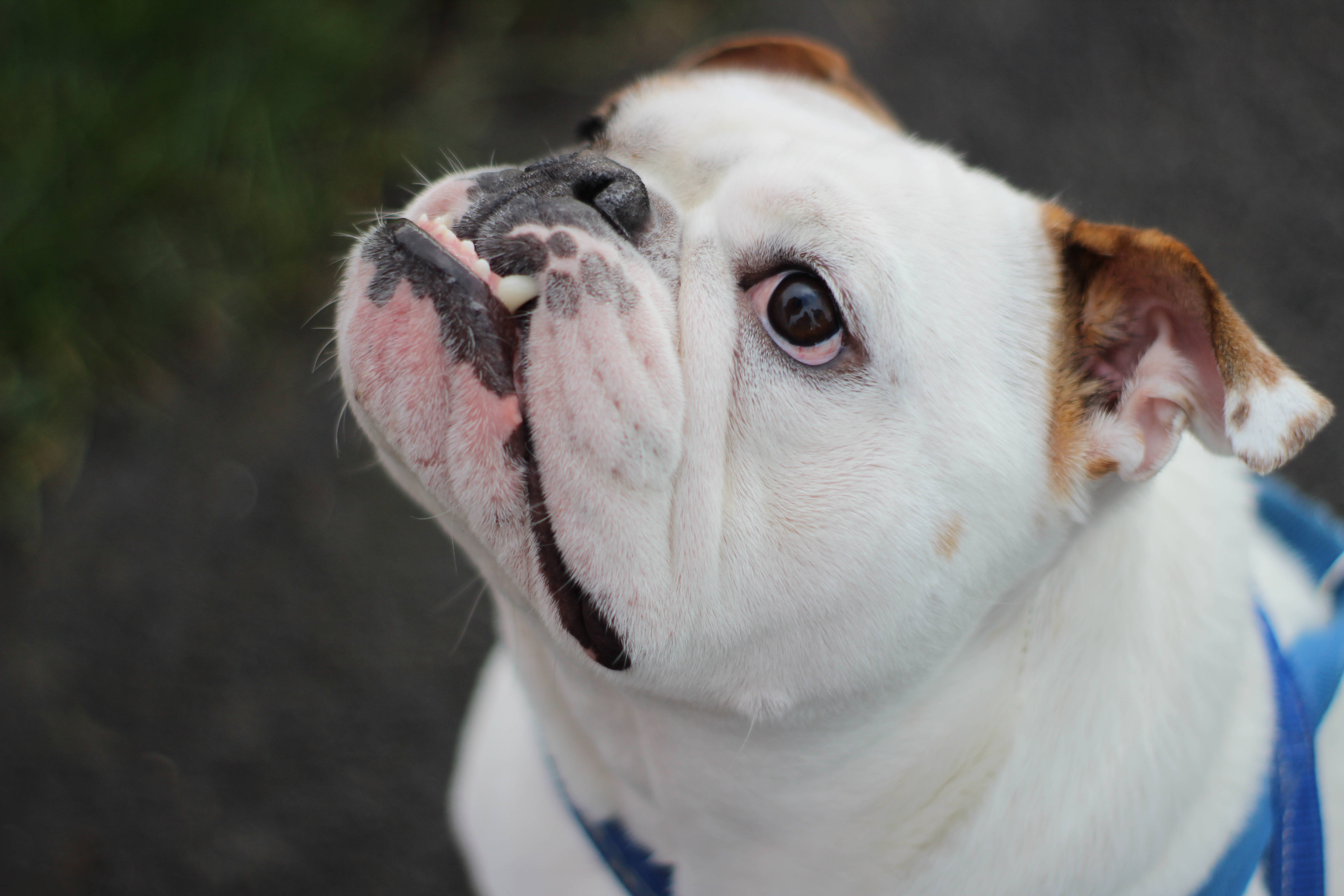 white English Bulldog, brown ears, blue harness, 5K Desktop Wallpaper