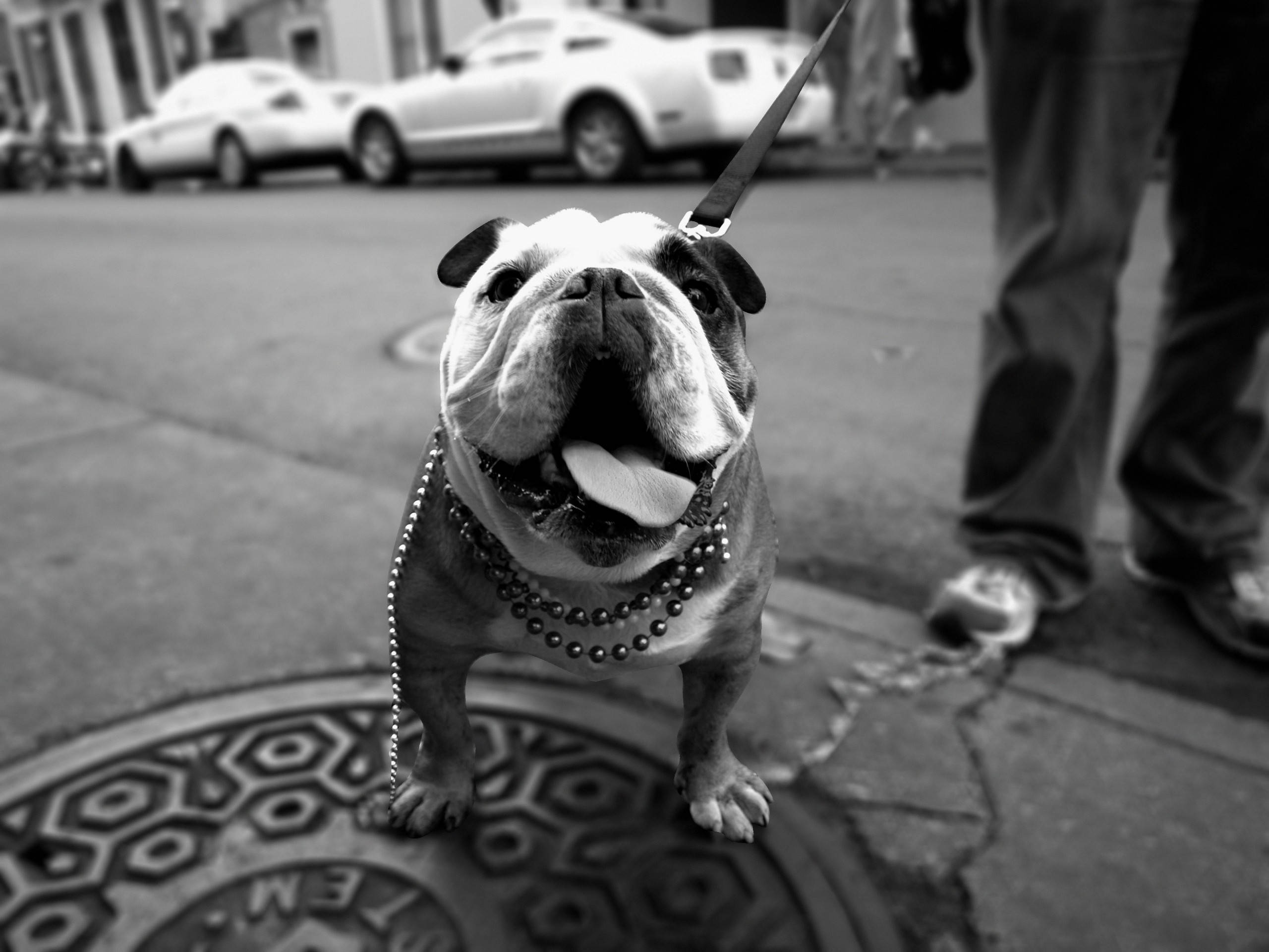 English Bulldog, black and white, pearl necklaces, 2K Desktop Wallpaper