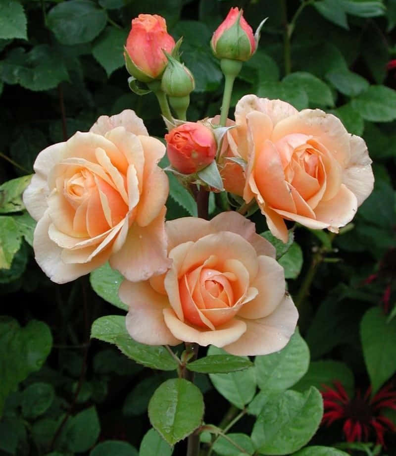 English Rose Garden, peach roses, lush green leaves, SD Phone Wallpaper
