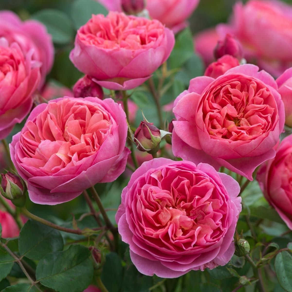 English Rose Garden, pink roses, deep green foliage, SD Desktop Wallpaper