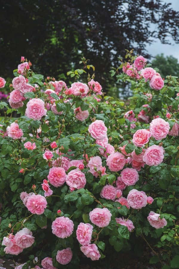 English Rose Garden, pink roses, dark green foliage, SD Phone Wallpaper