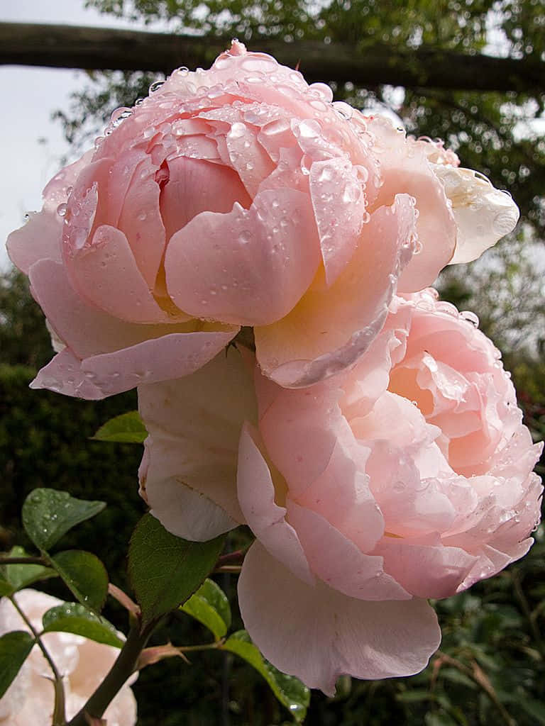 English Rose Garden, pink roses, dewdrops, SD Phone Wallpaper