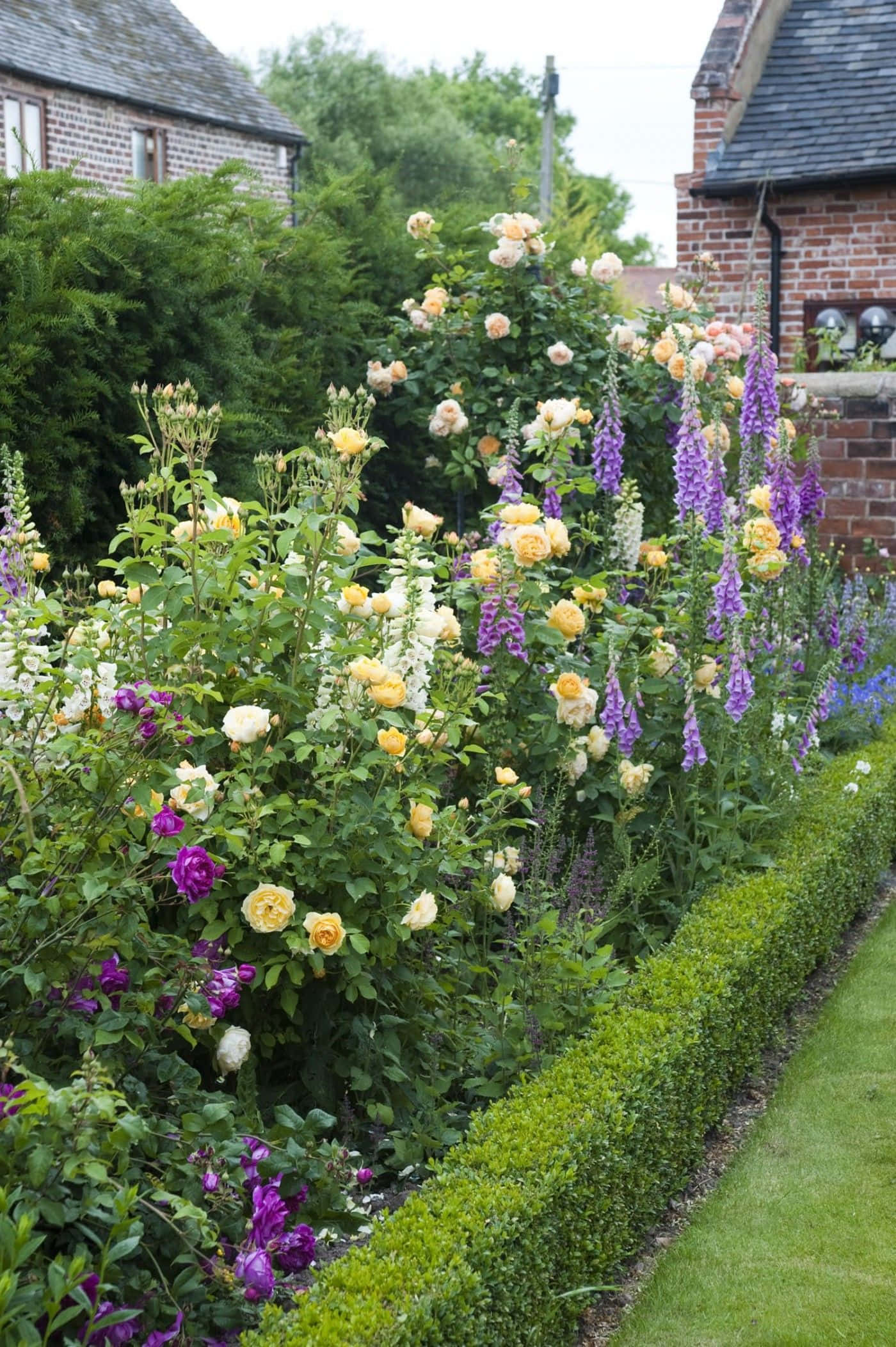 English Rose Garden, yellow, white, Full HD Phone Wallpaper