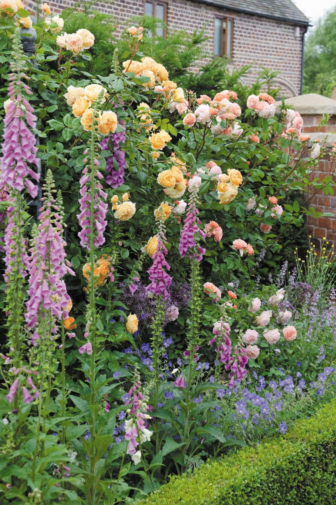 English Rose Garden, purple foxgloves, peachy yellow roses, Full HD Phone Wallpaper