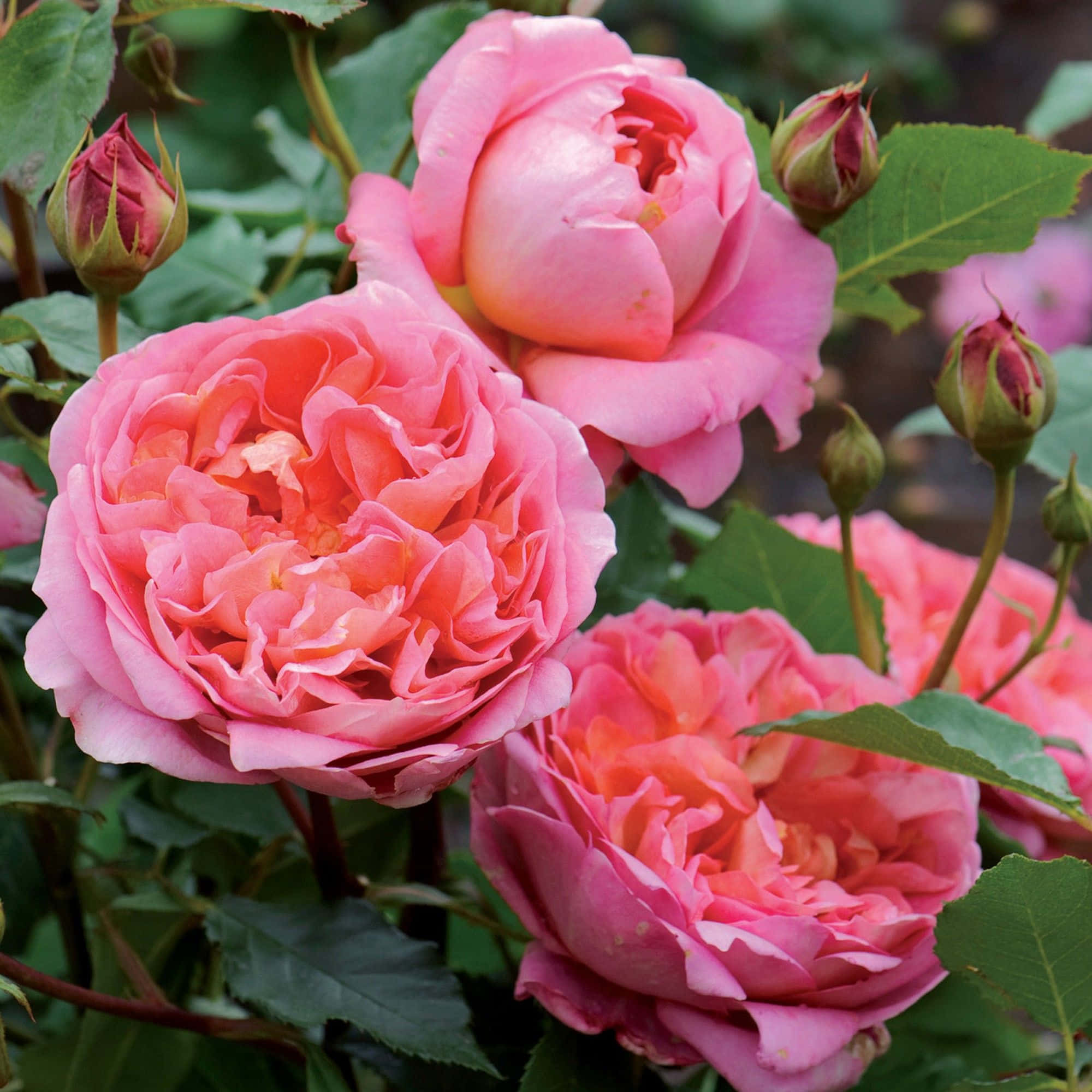 English Rose Garden, pink roses, lush green leaves, Full HD Desktop Wallpaper