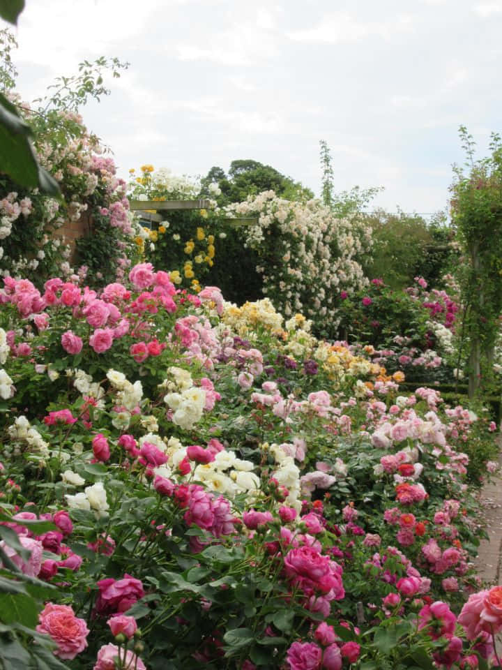 English Rose Garden, pink roses, white roses, SD Phone Wallpaper