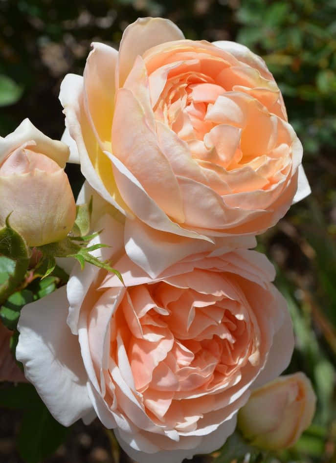 English Rose Garden, peach roses, delicate layered petals, SD Phone Wallpaper