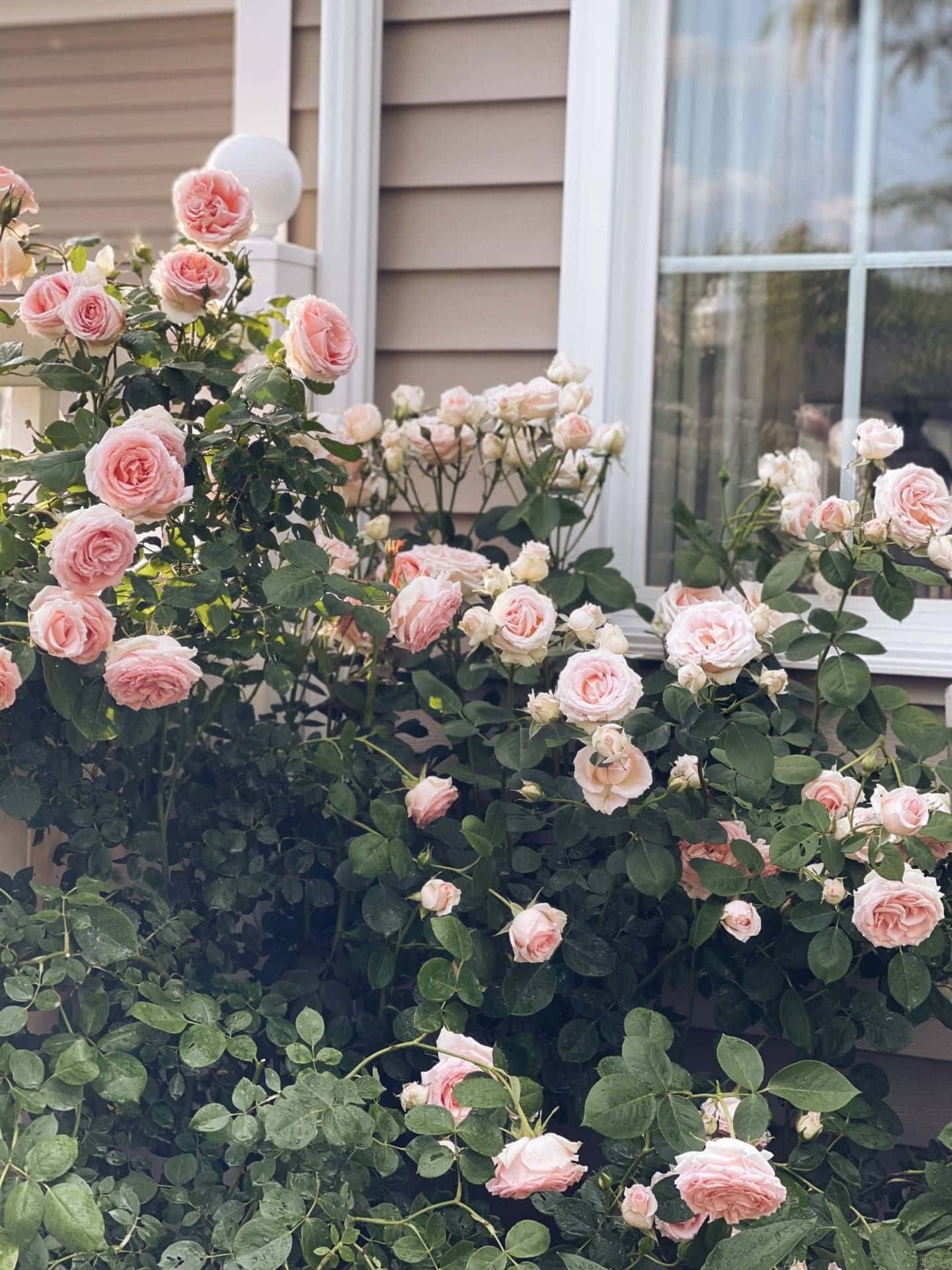 English Rose Garden, soft pink roses, beige house, Full HD Phone Wallpaper