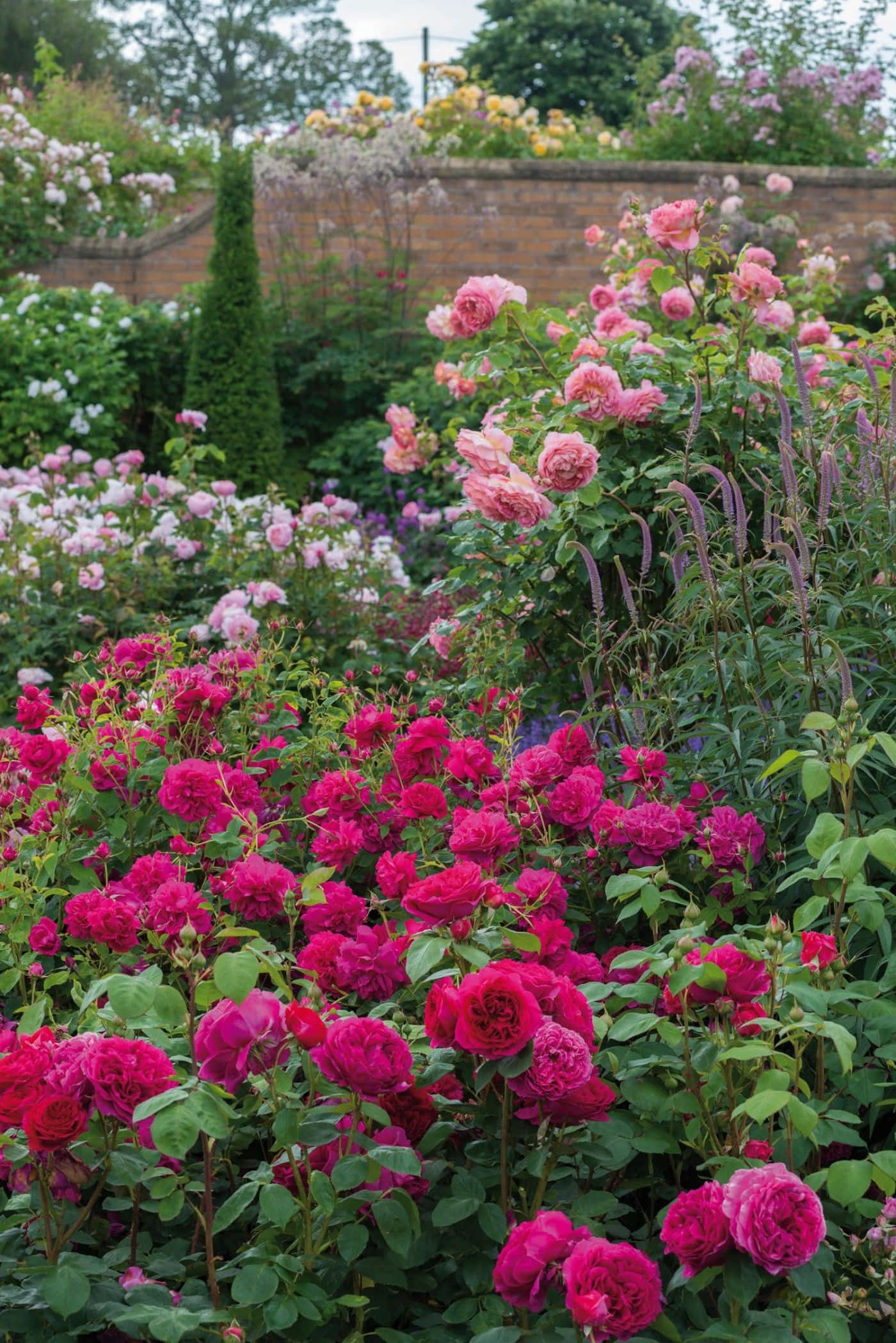 English Rose Garden, pink roses, magenta roses, Full HD Phone Wallpaper