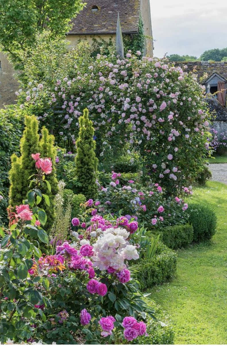 English Rose Garden, pink and white roses, stone wall, SD Phone Wallpaper