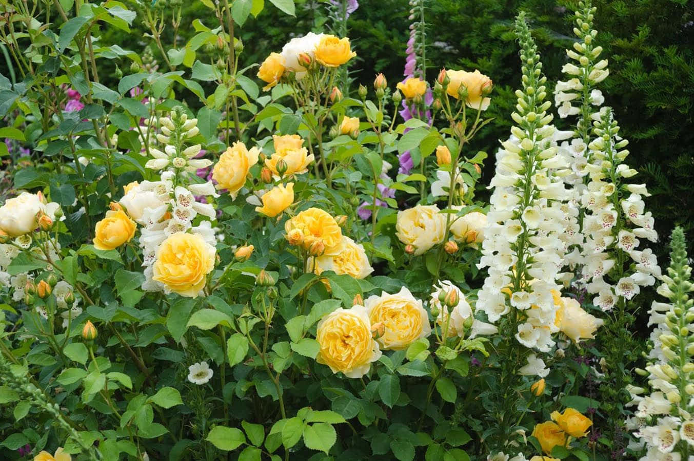 English Rose Garden, yellow roses, white foxgloves, HD Desktop Wallpaper