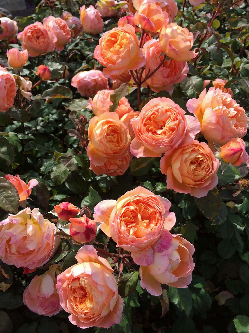 English Rose Garden, peach, coral, HD Phone Wallpaper