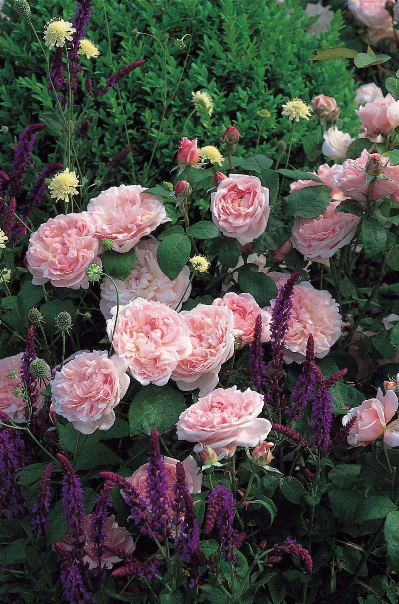 English Rose Garden, soft pink roses, deep green foliage, Full HD Phone Wallpaper
